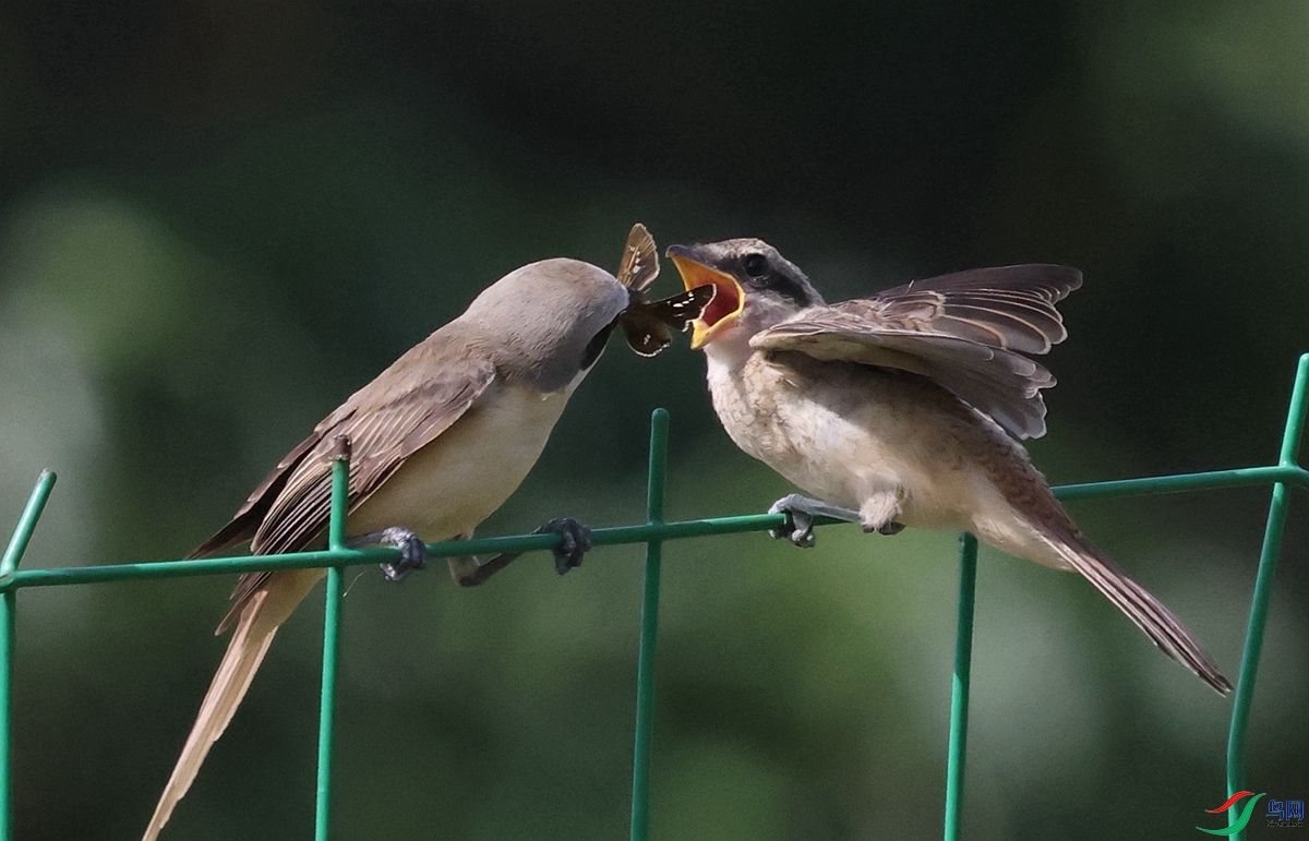 1P3A8187.JPG