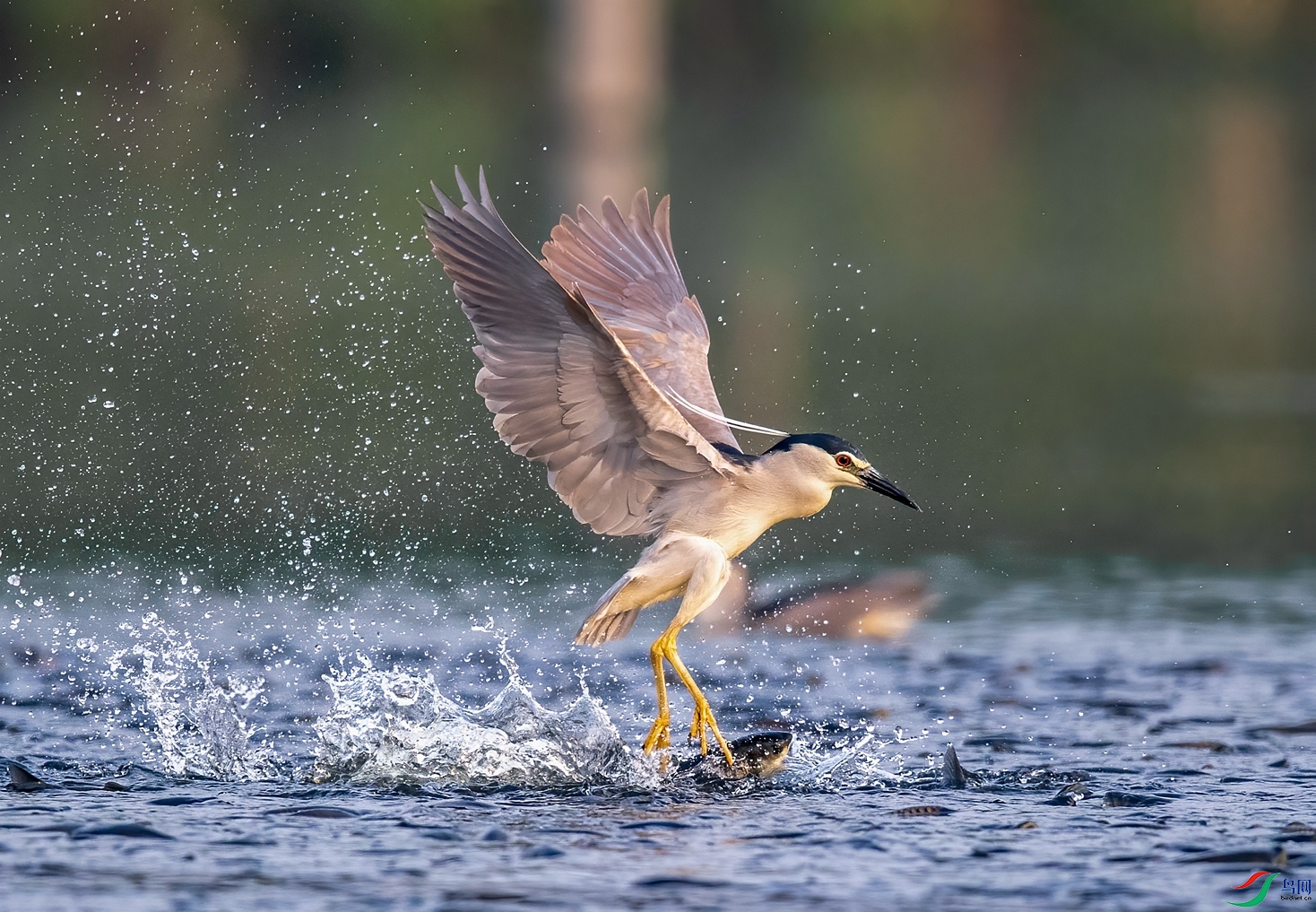 DSC_9880 ����_����.jpg