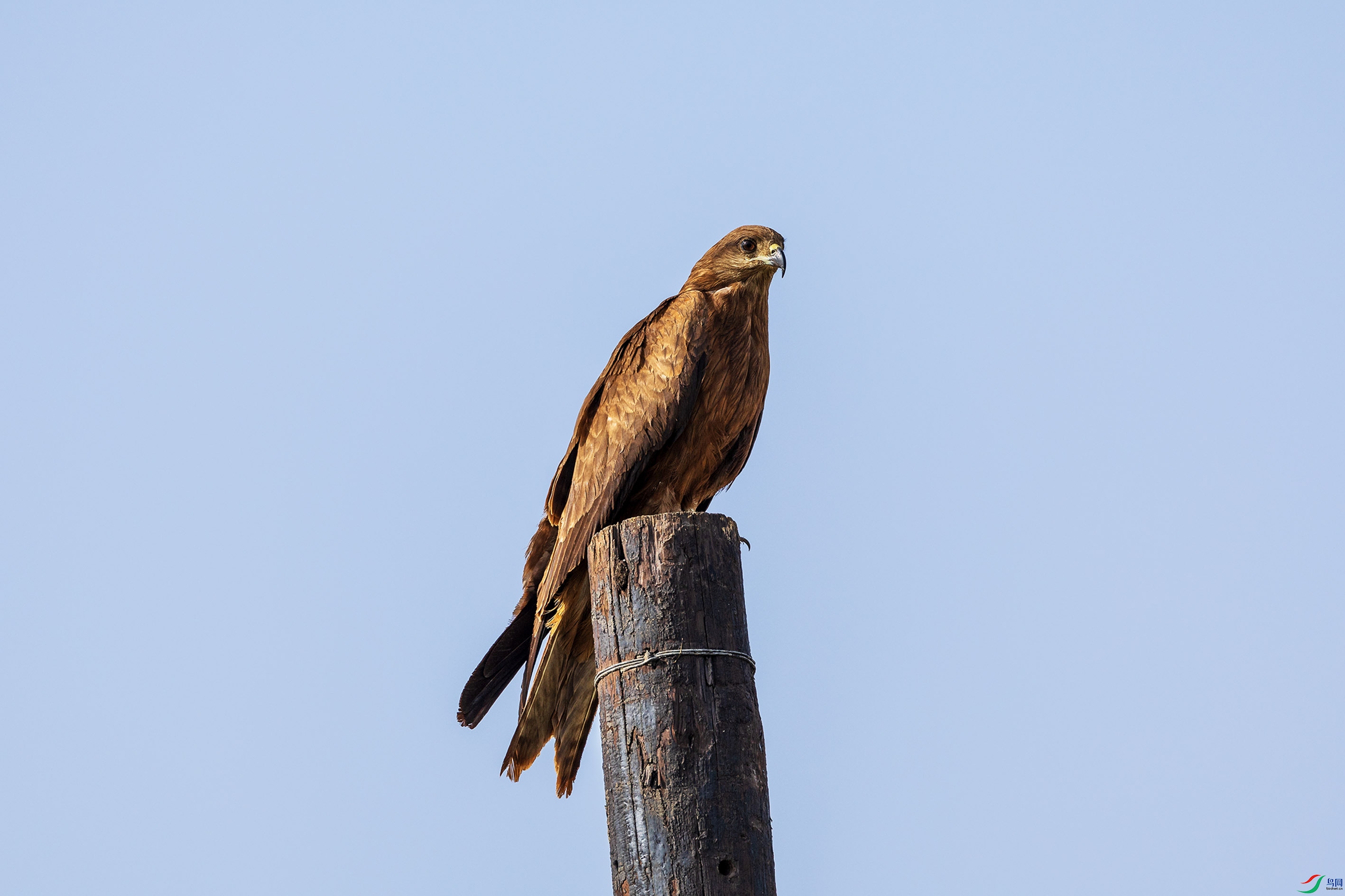 063A7929.jpgb1.jpg