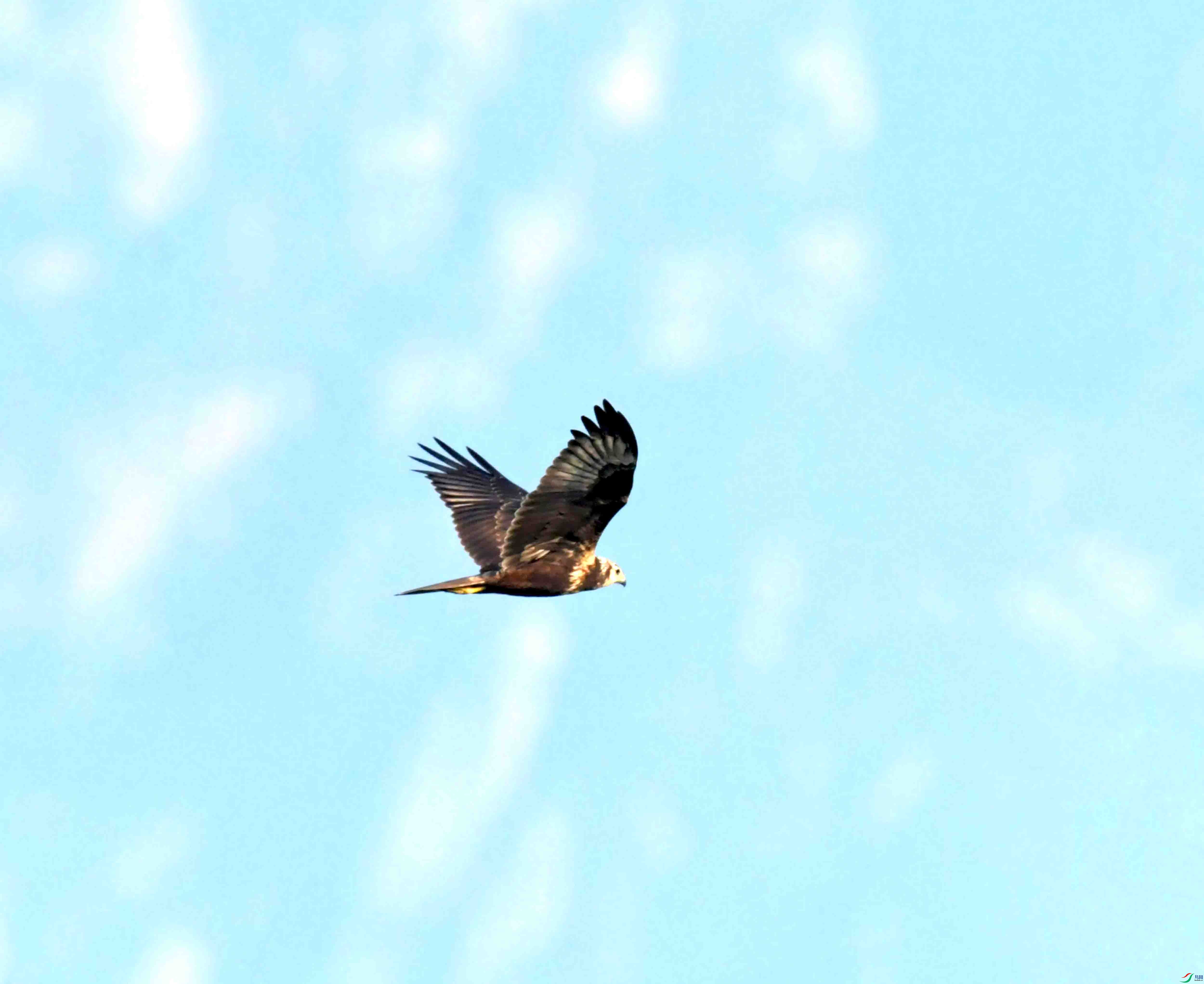 DSC_1163.JPG