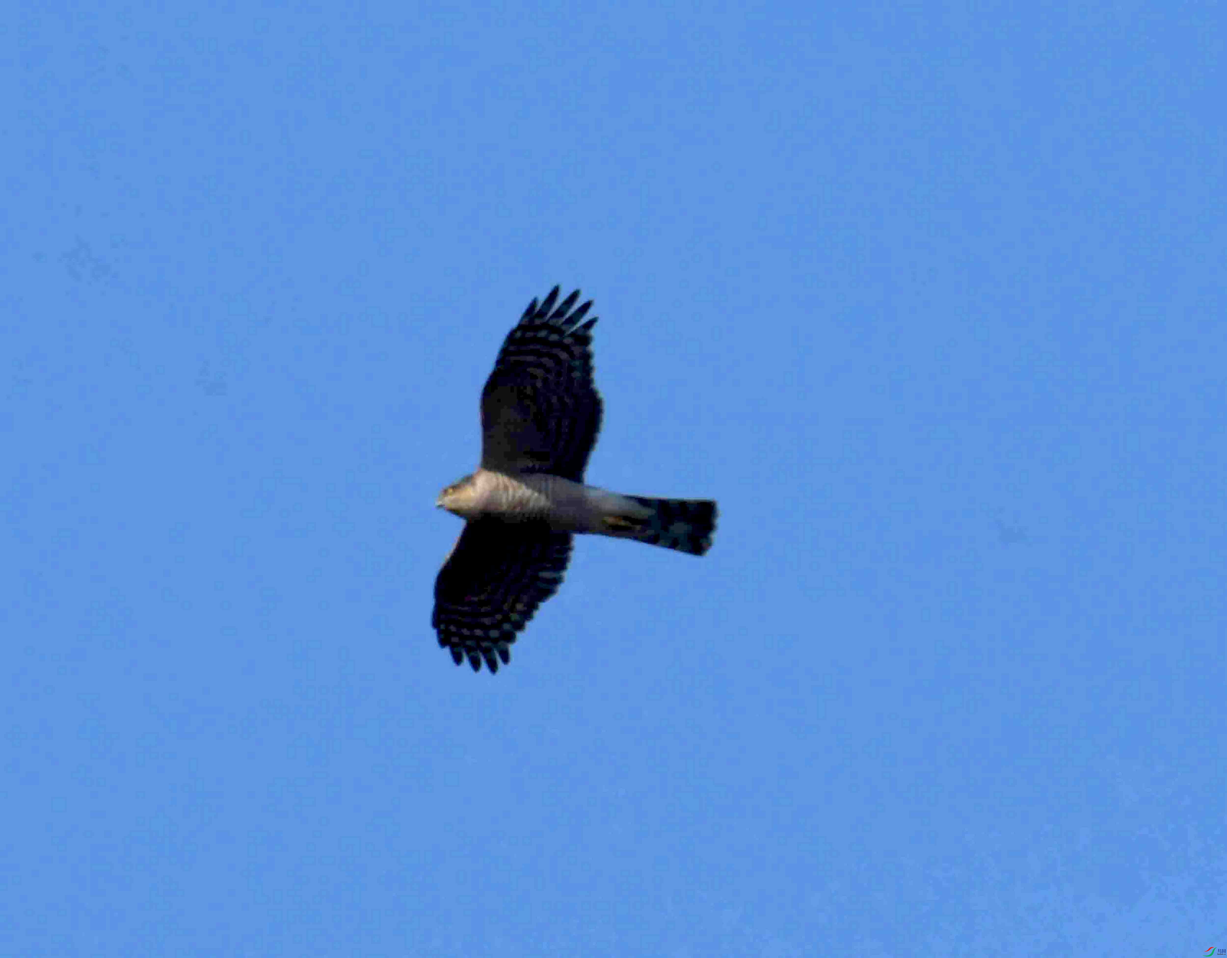 DSC_1498.JPG