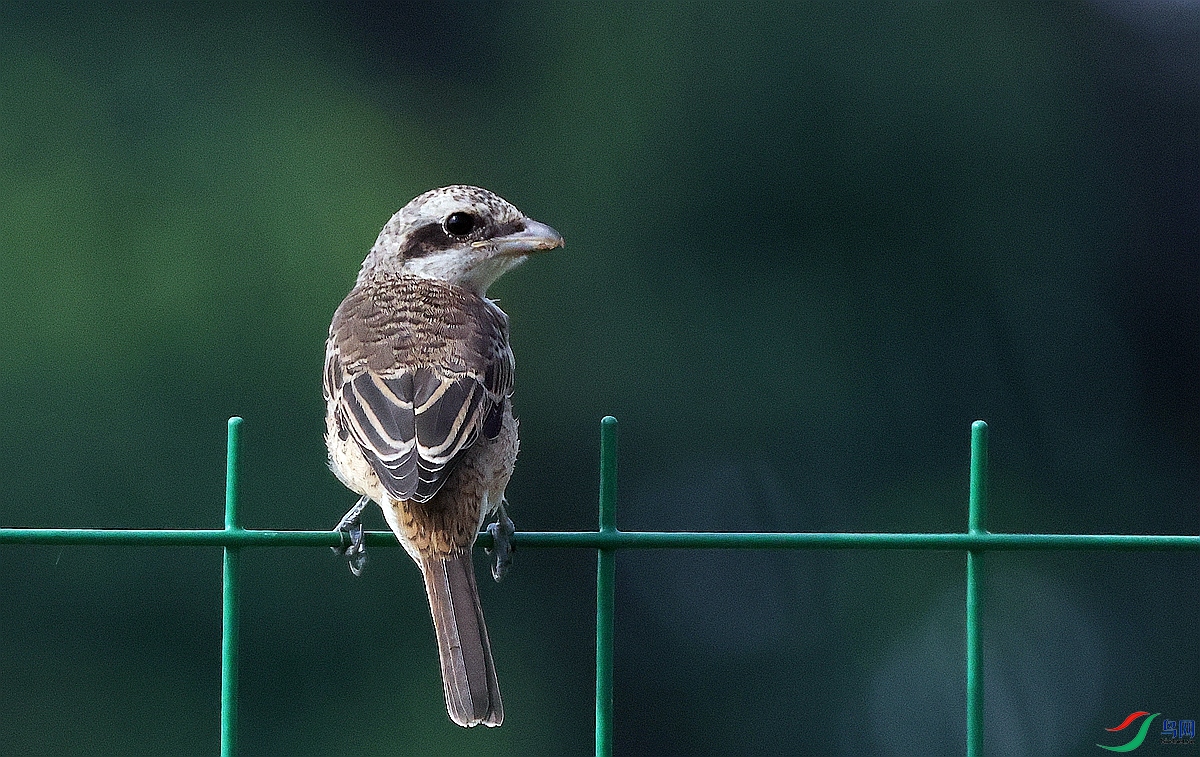 1P3A7888.JPG