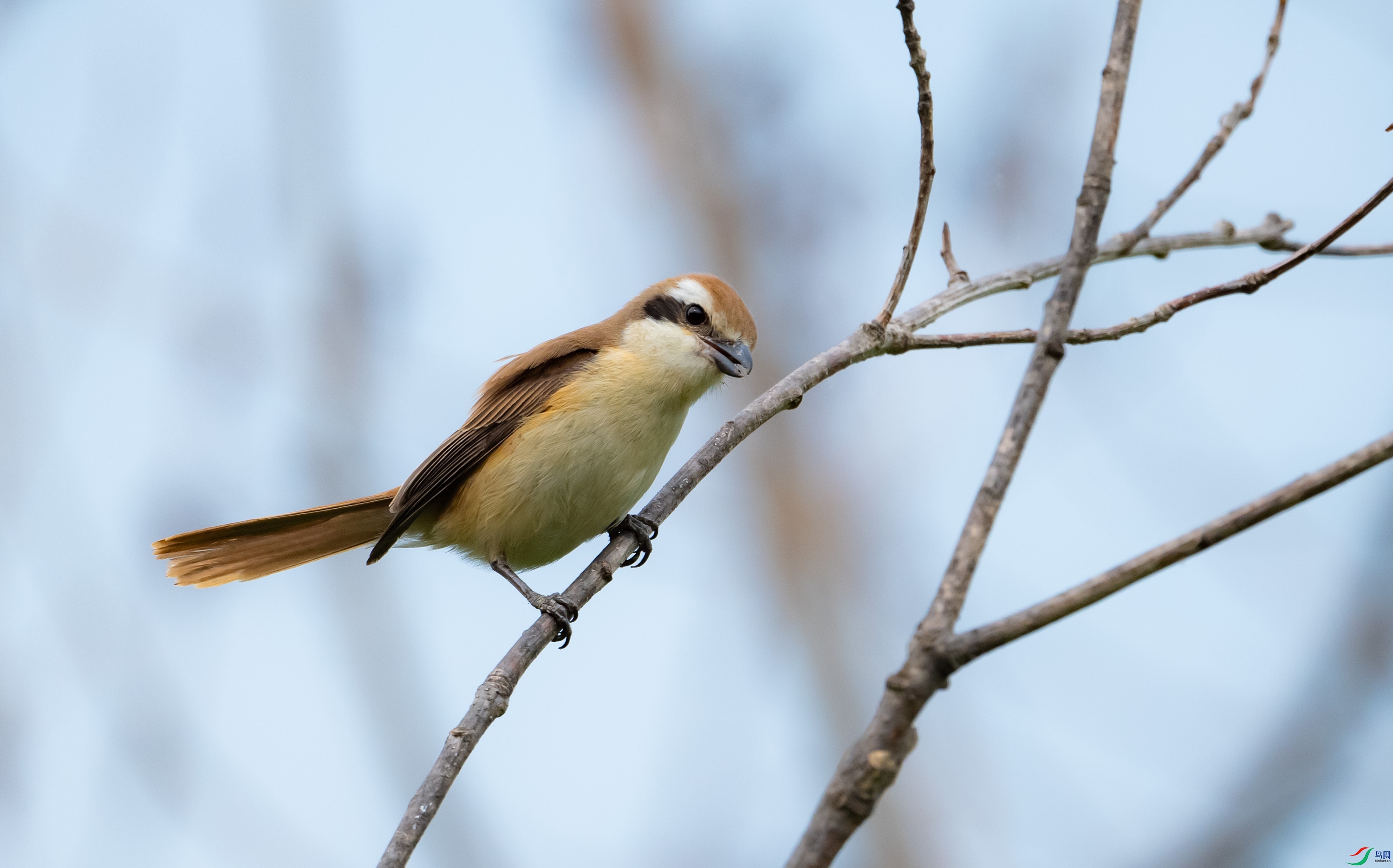 ��β����