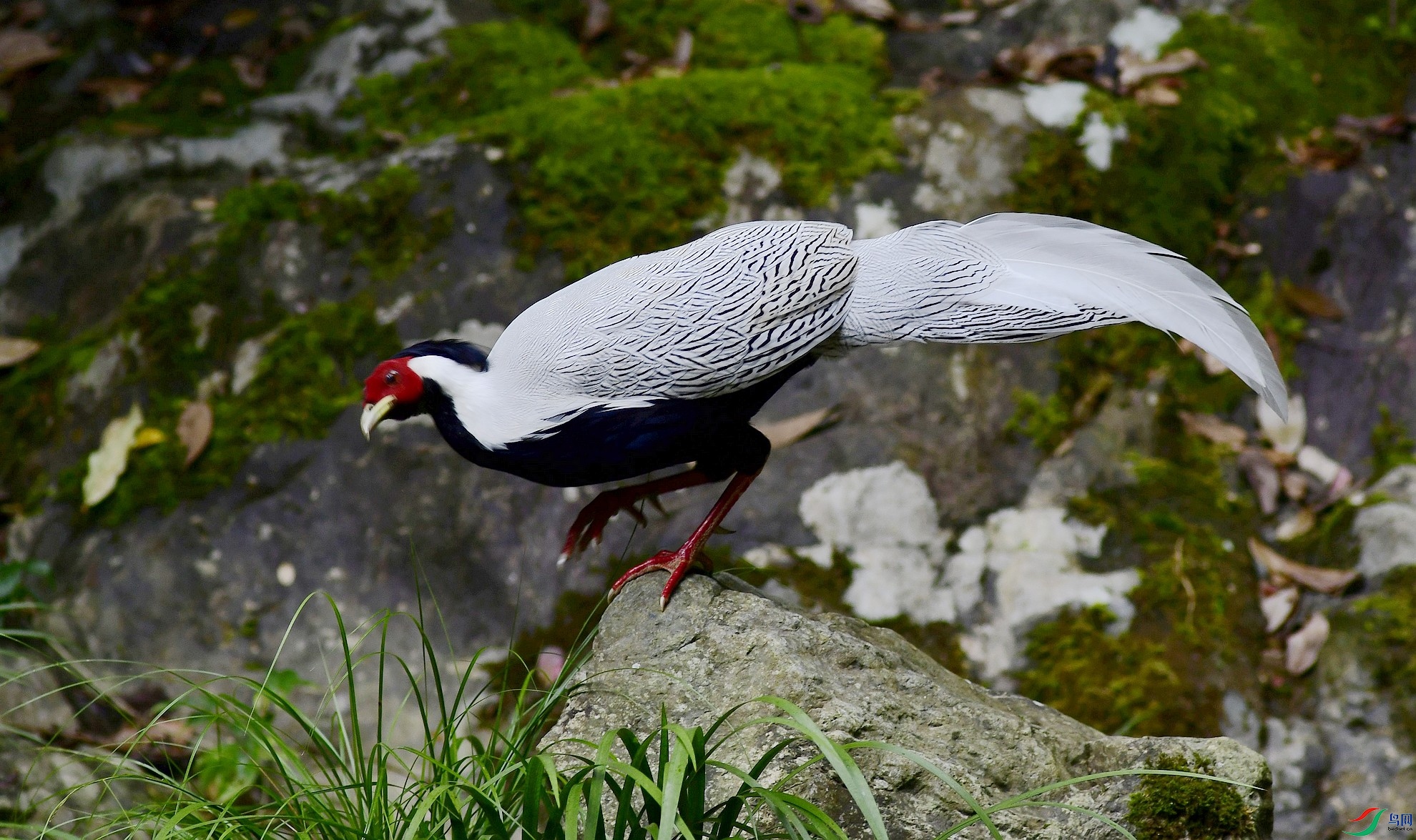 _D5D0905.jpg
