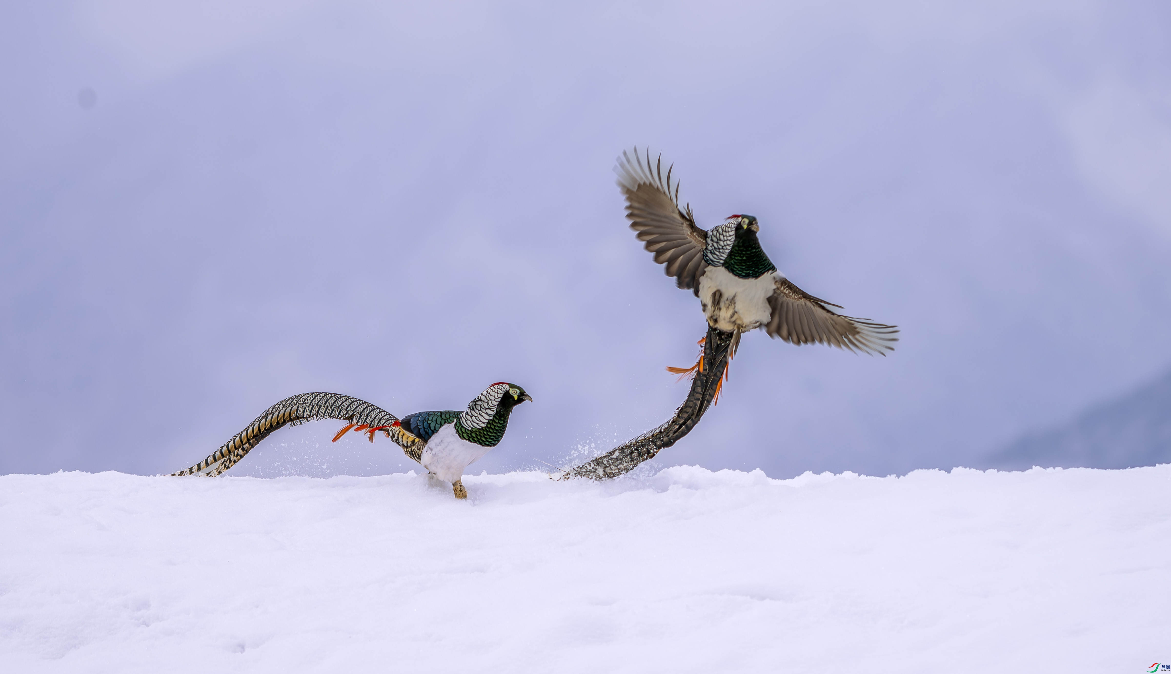 DSC_3372-2.jpg