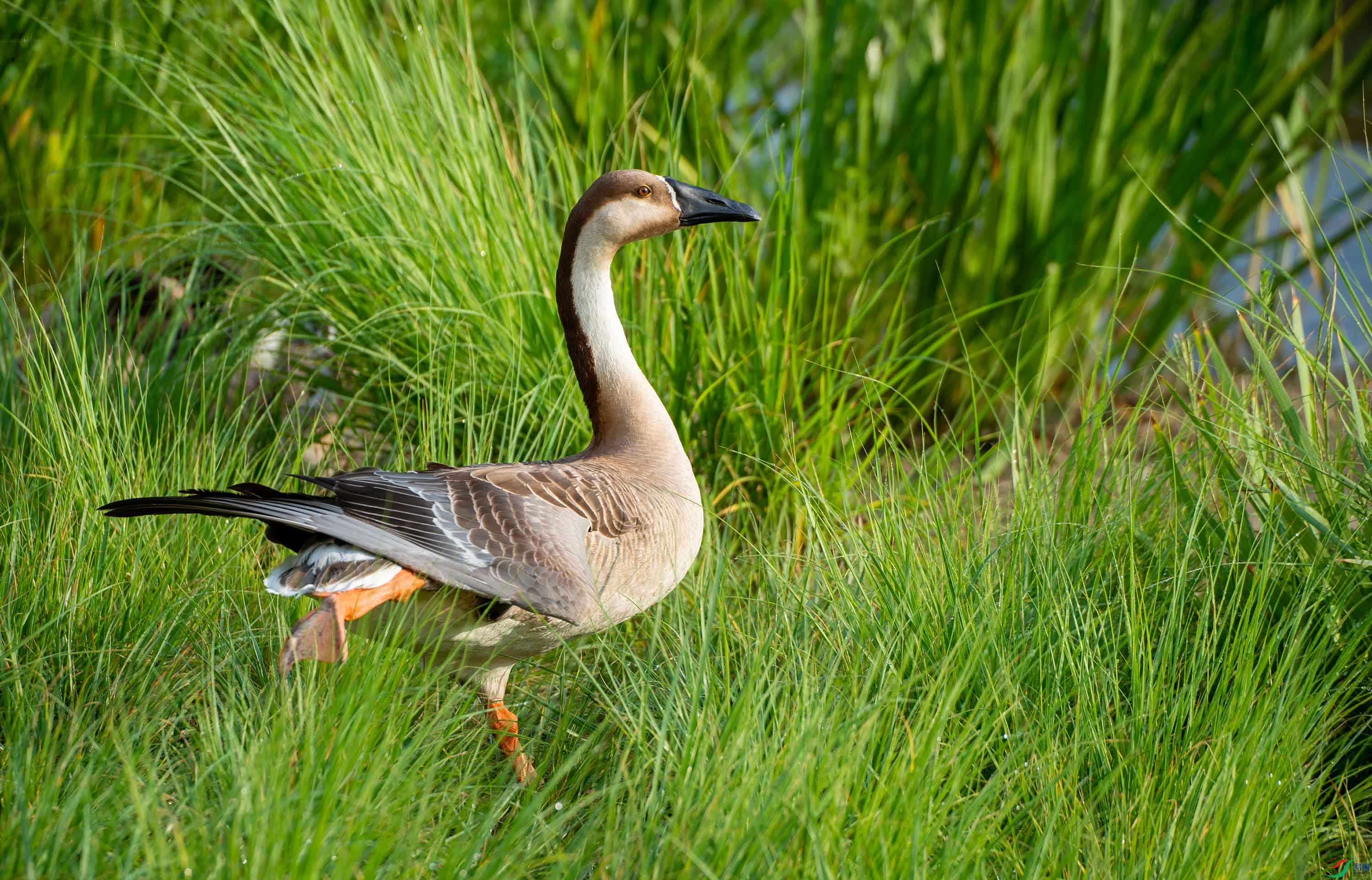 DSC_9837 --����.jpg