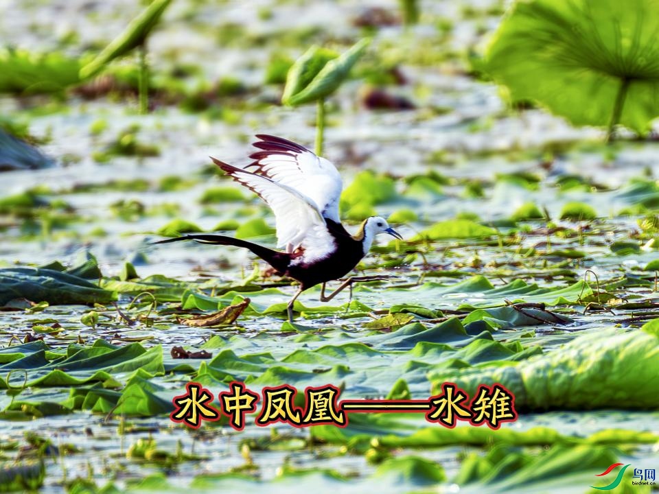 ˮ�з�ˡ���ˮ��