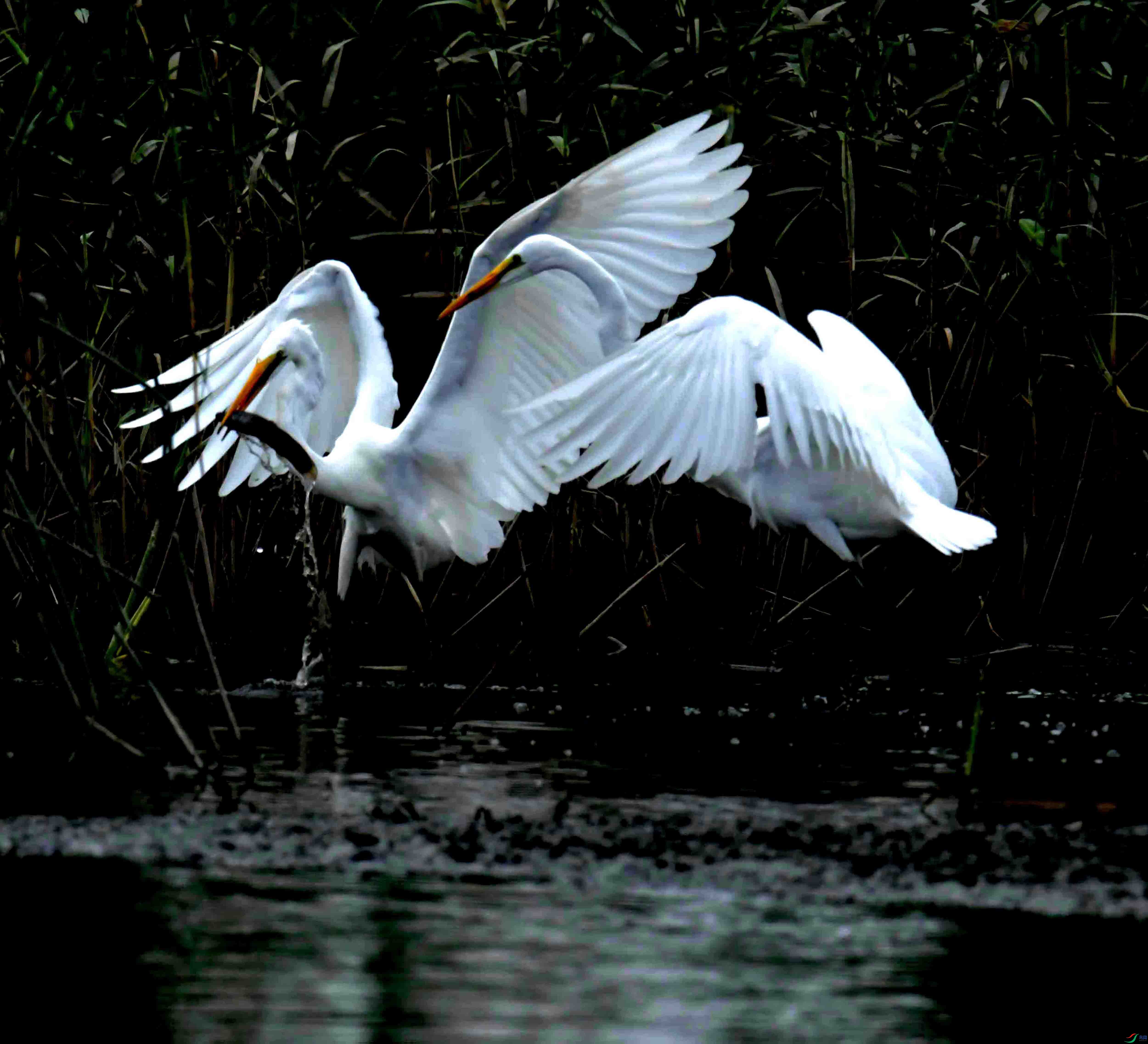 DSC_0994.JPG