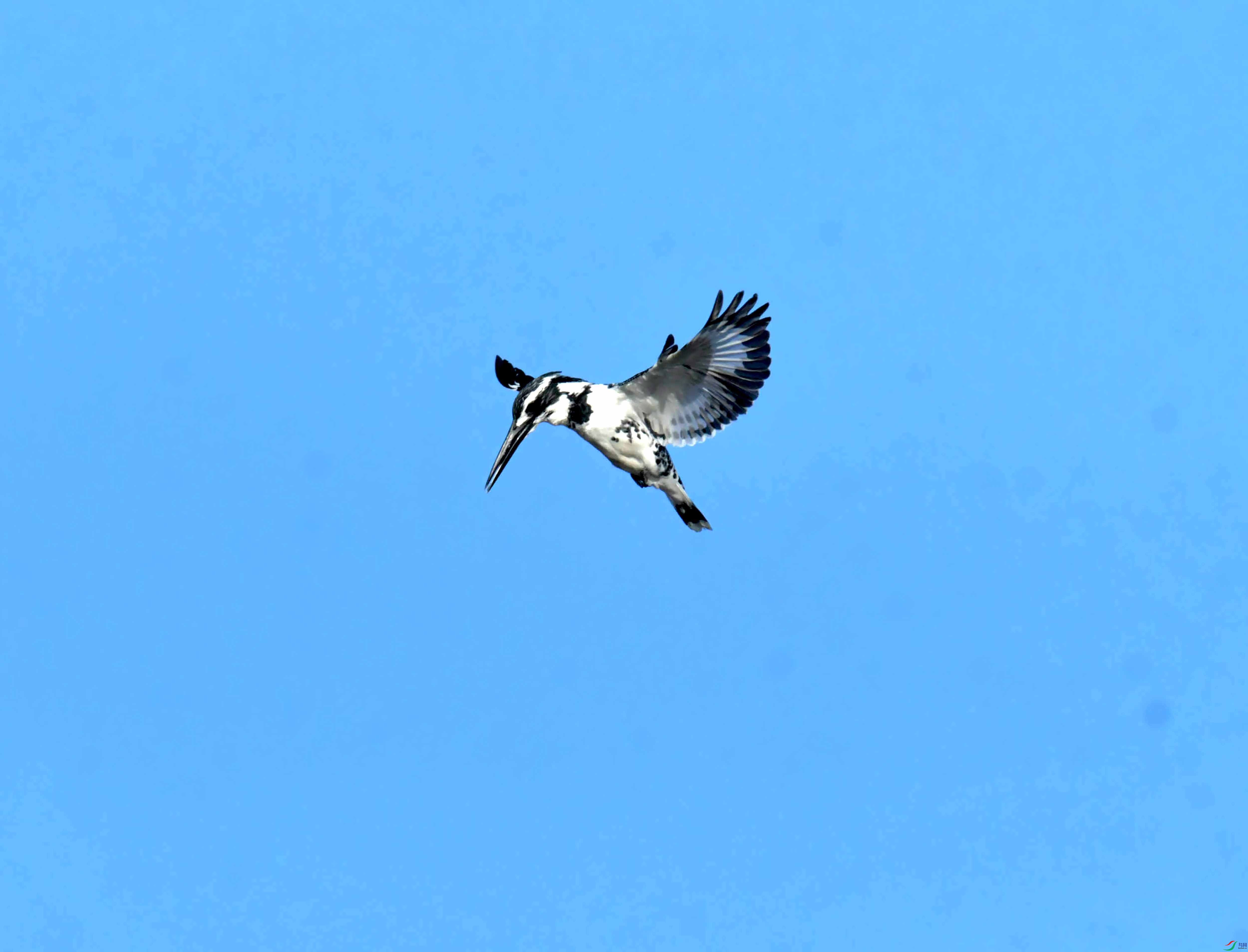 DSC_0897.JPG