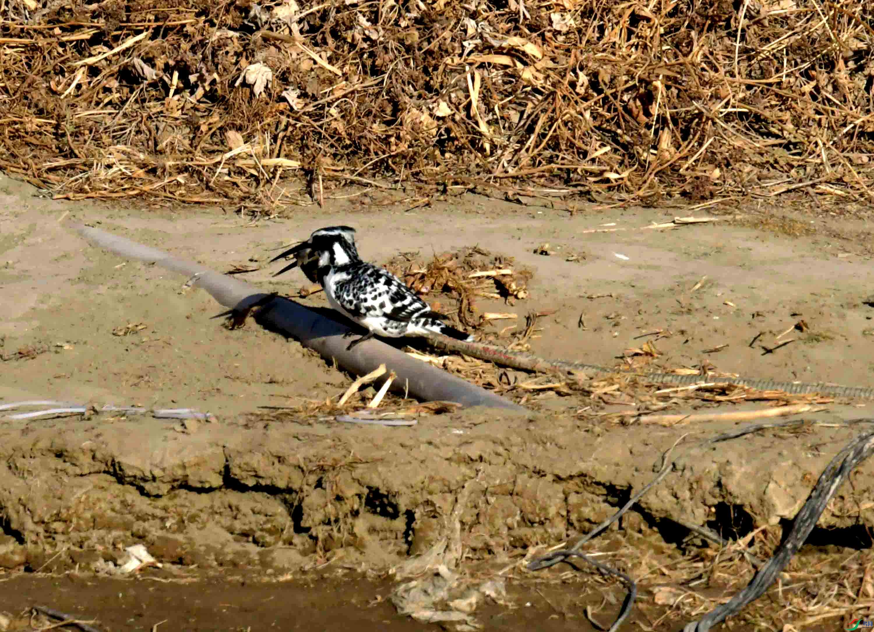 DSC_1062.JPG