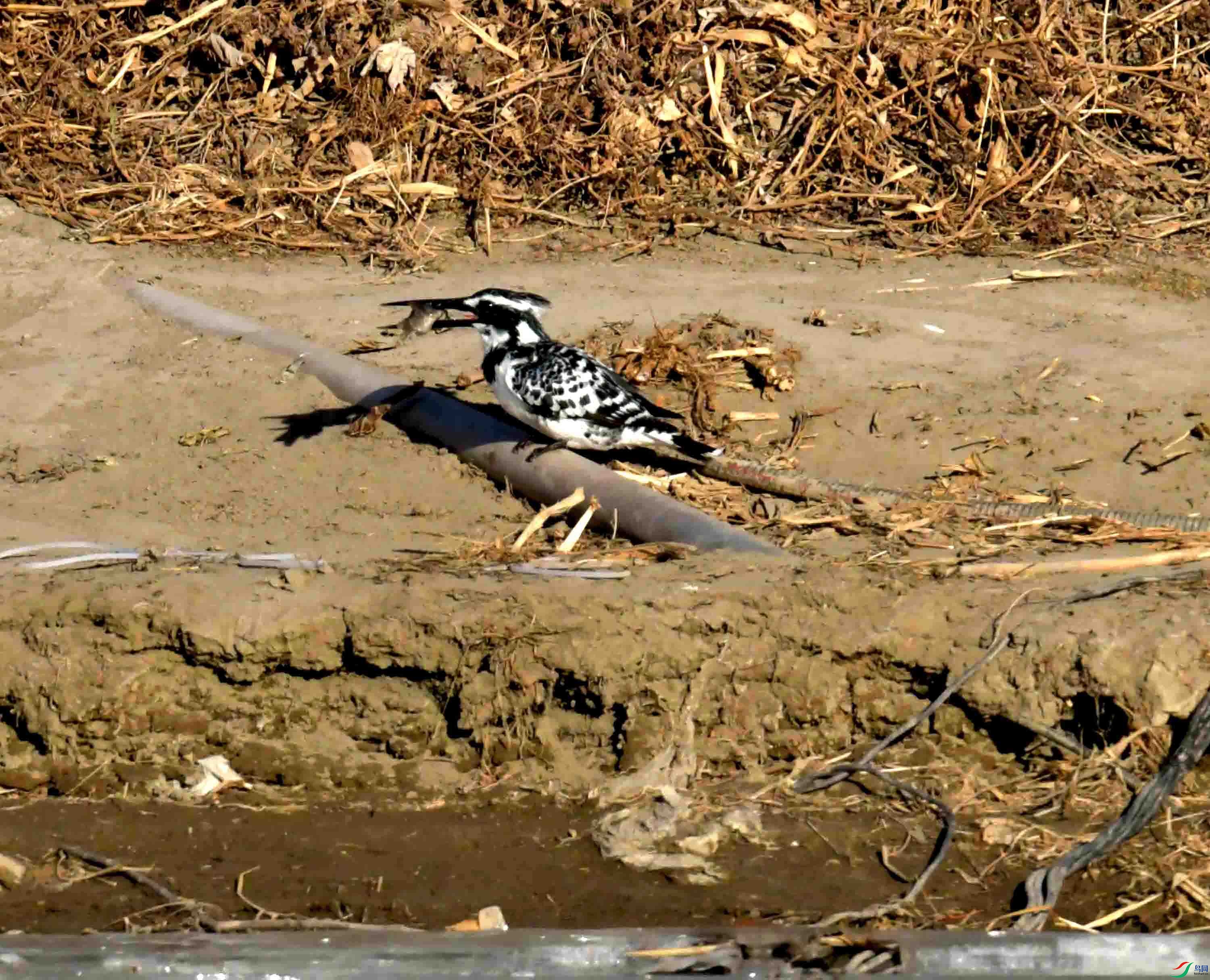 DSC_1082.JPG