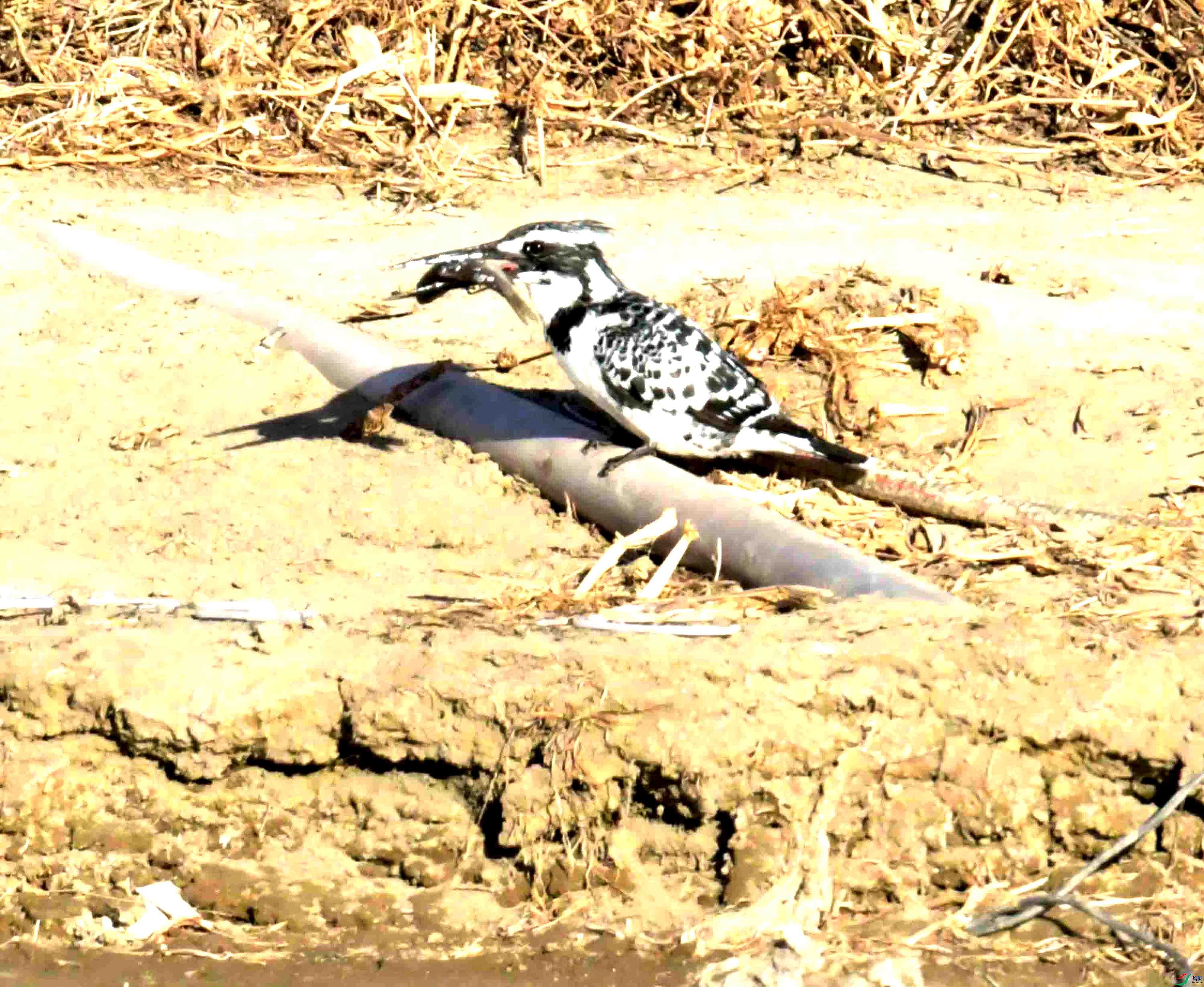 DSC_1066.JPG