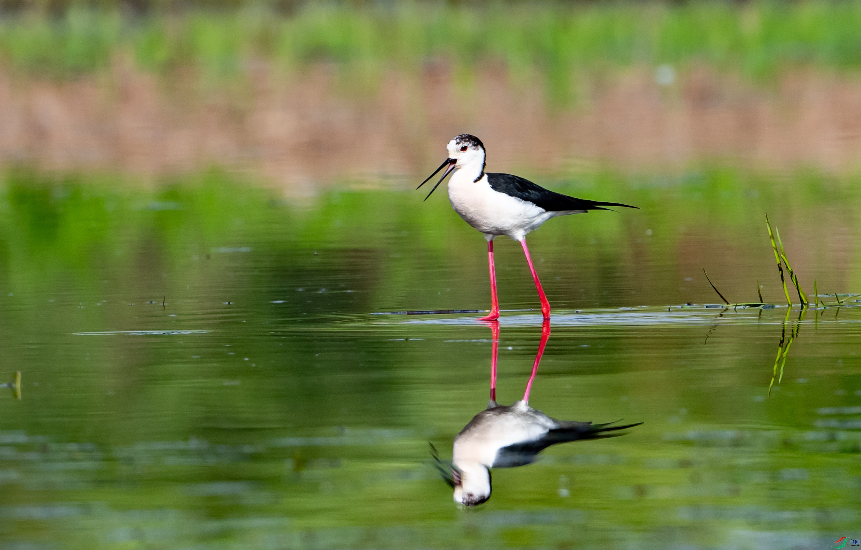 �ڳ᳤����