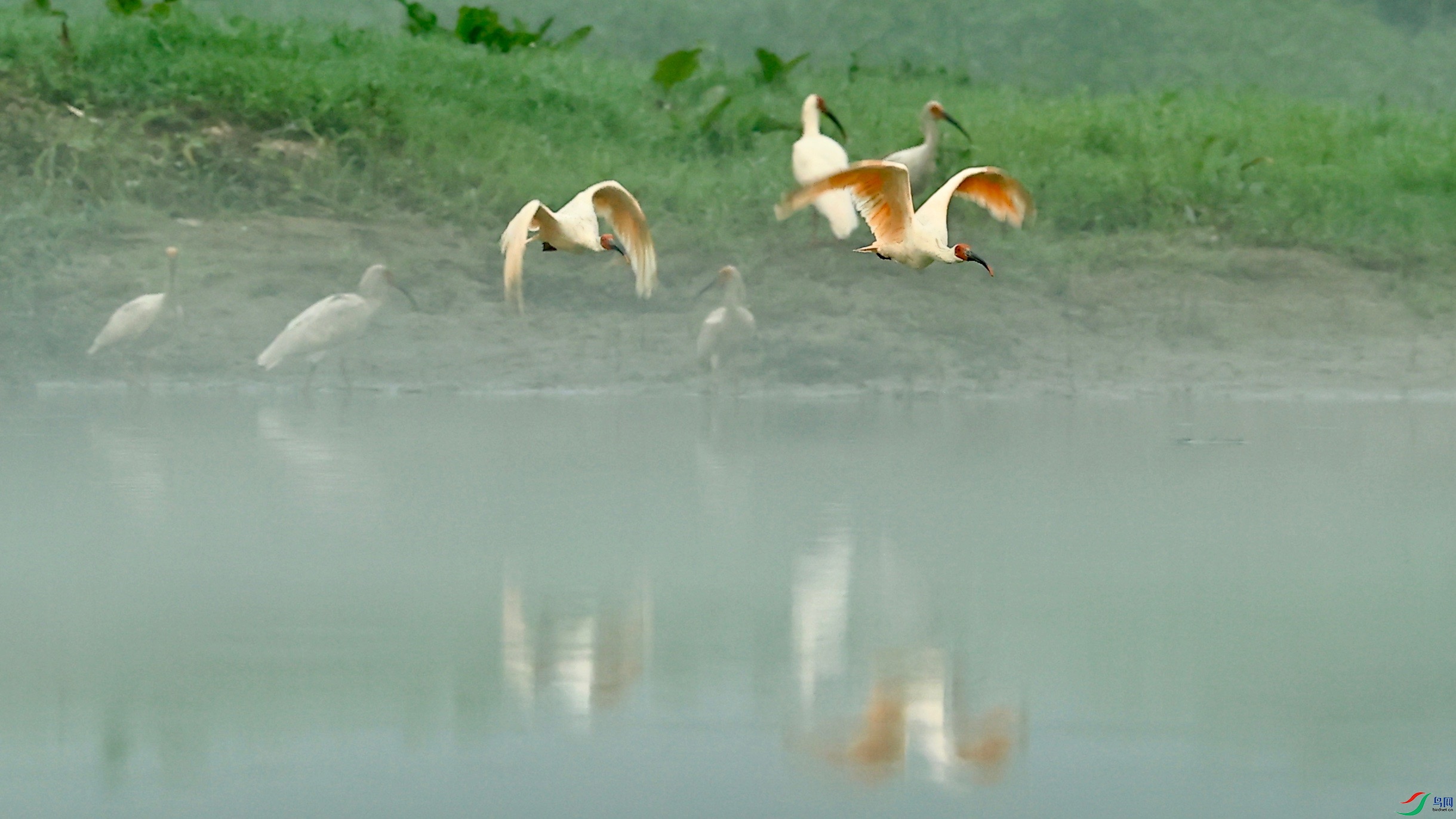 ������˫����䴉