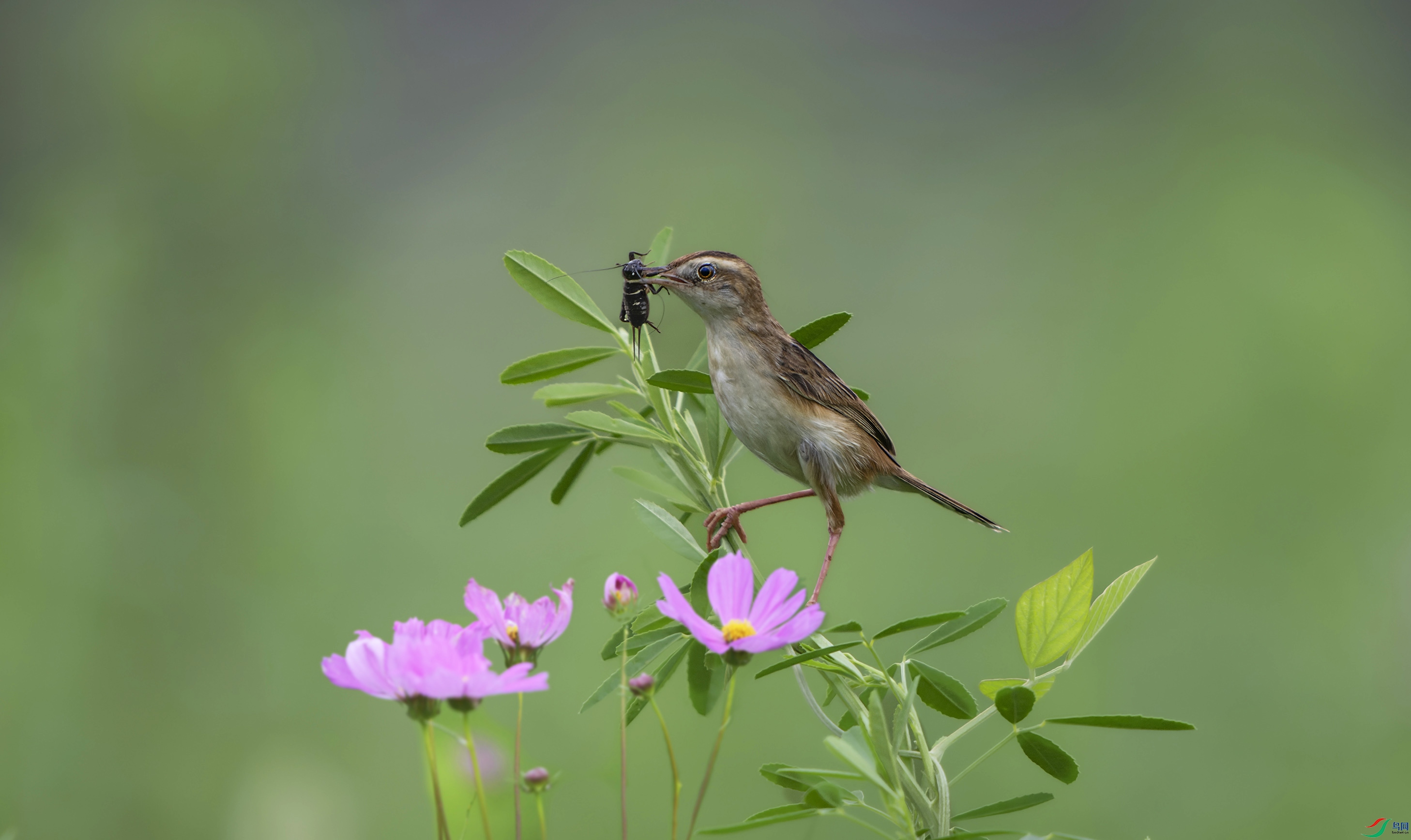 DSC_6761.jpg