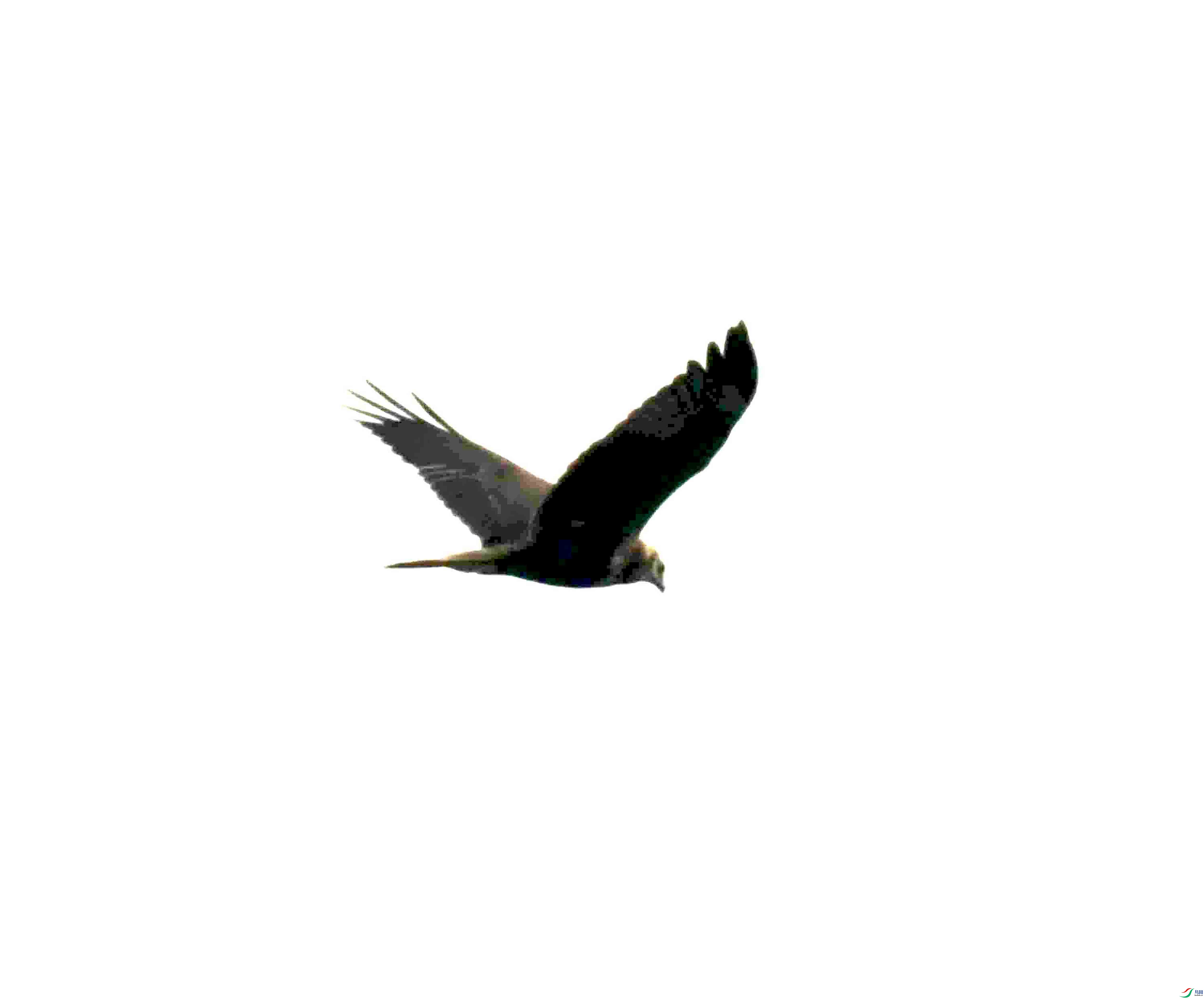 DSC_1187.JPG