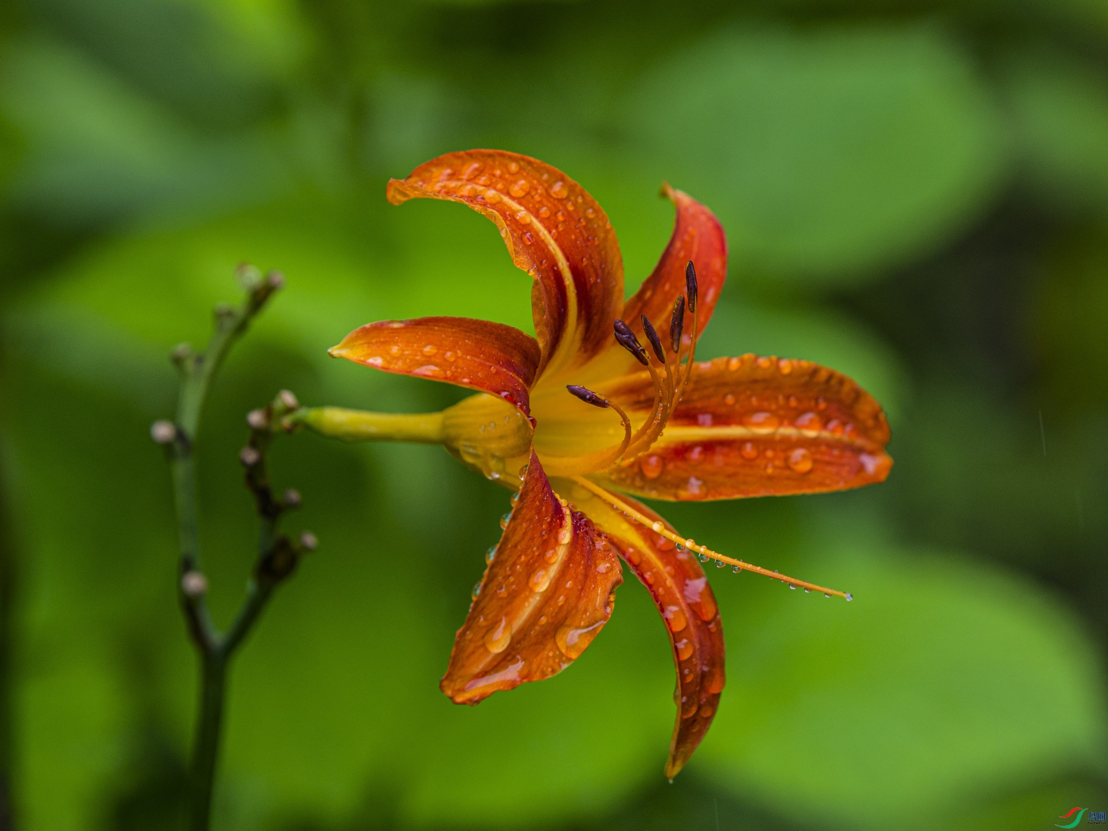 CY4A8851 ����1.jpg