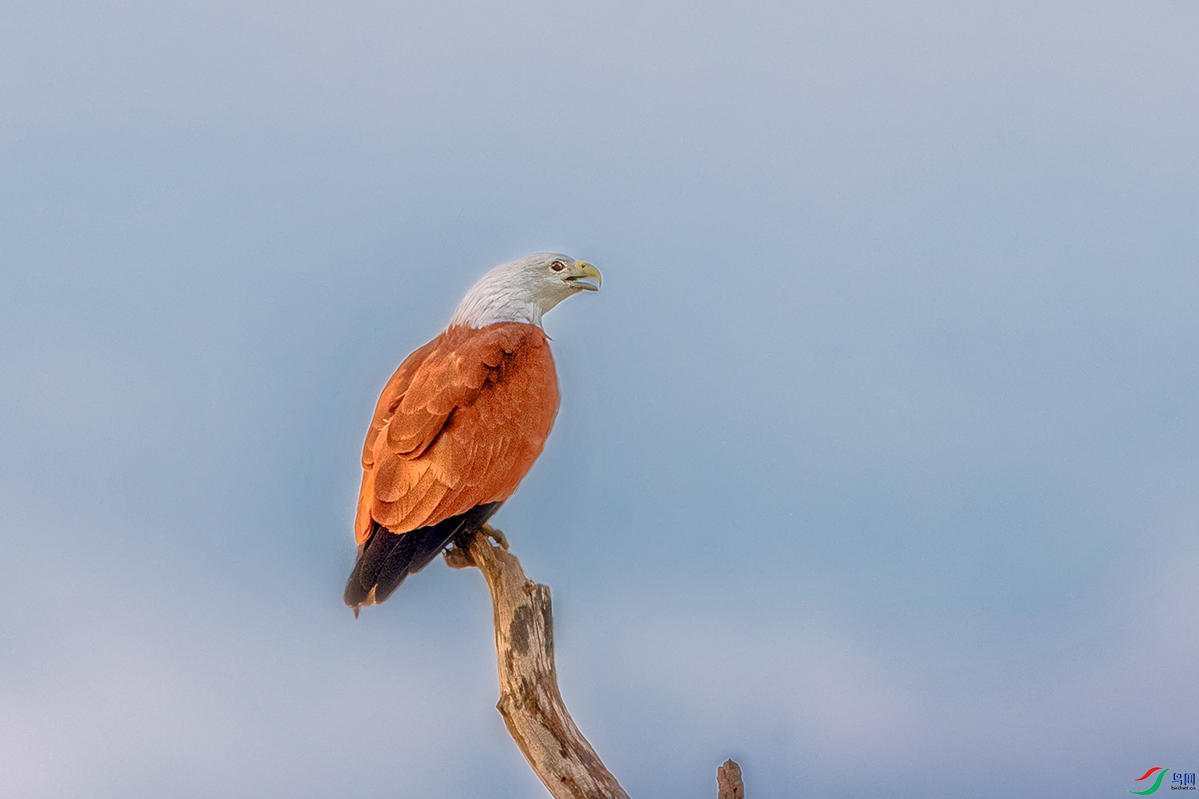 ���----ӥ����ľ��Ӣ��