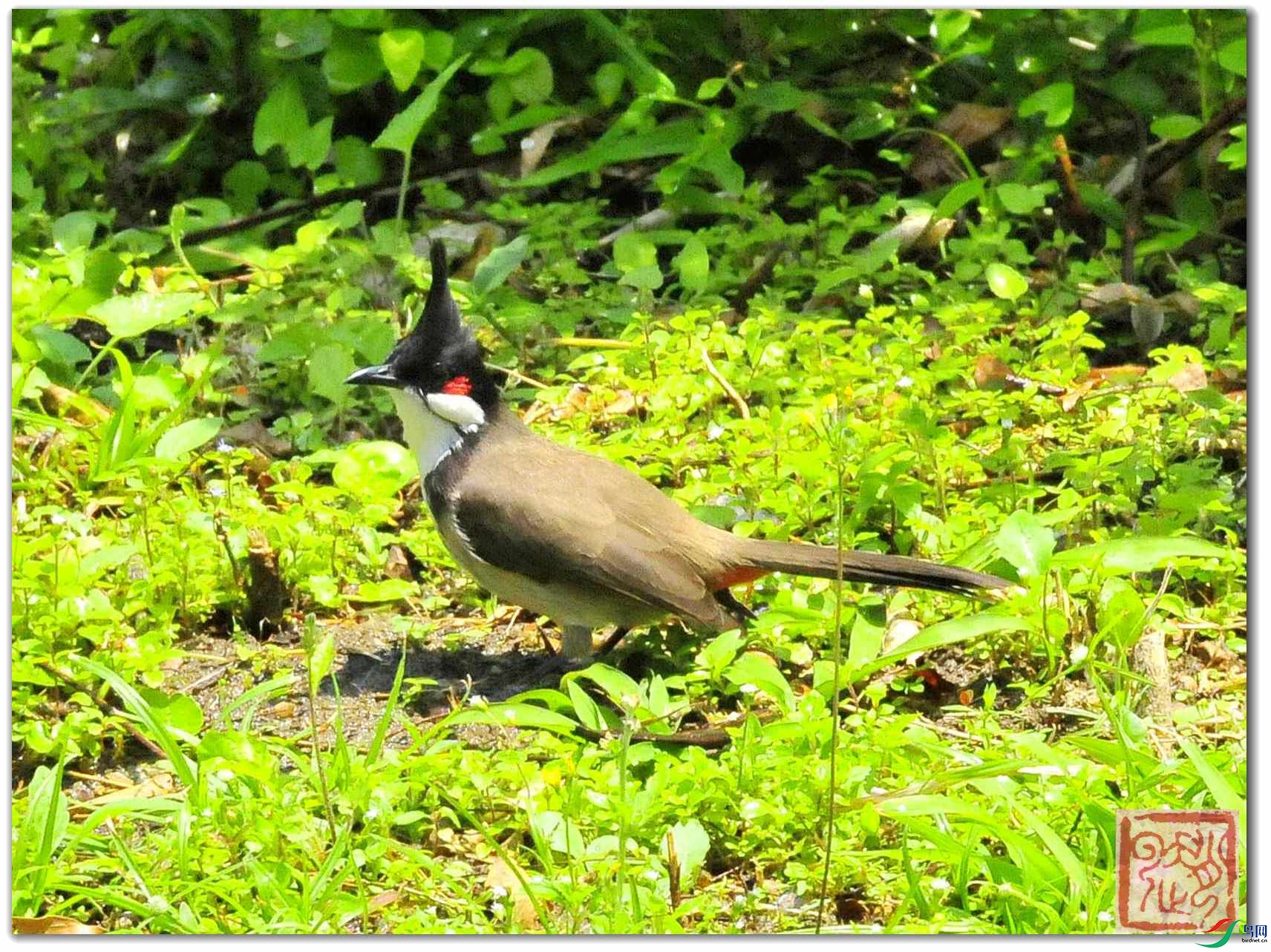 _DSC2263_����_����.jpg