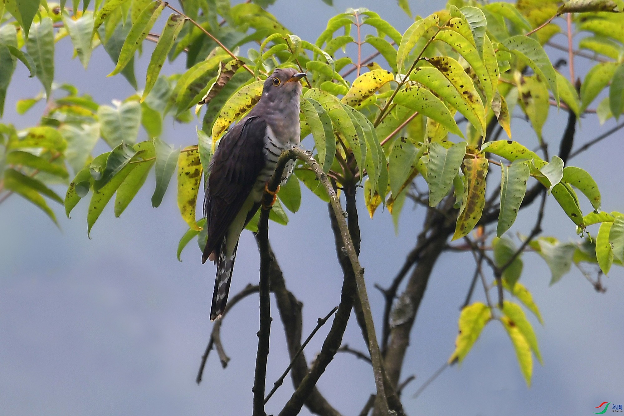 DSC_6429_conew1.jpg