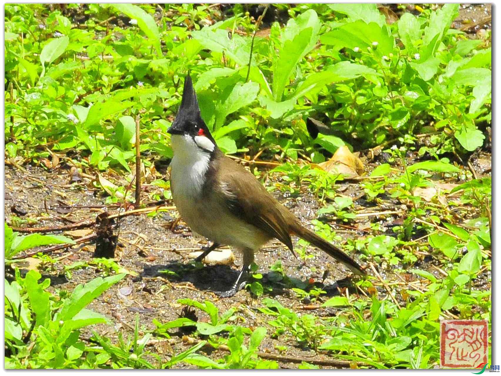 _DSC2271_����_����.jpg