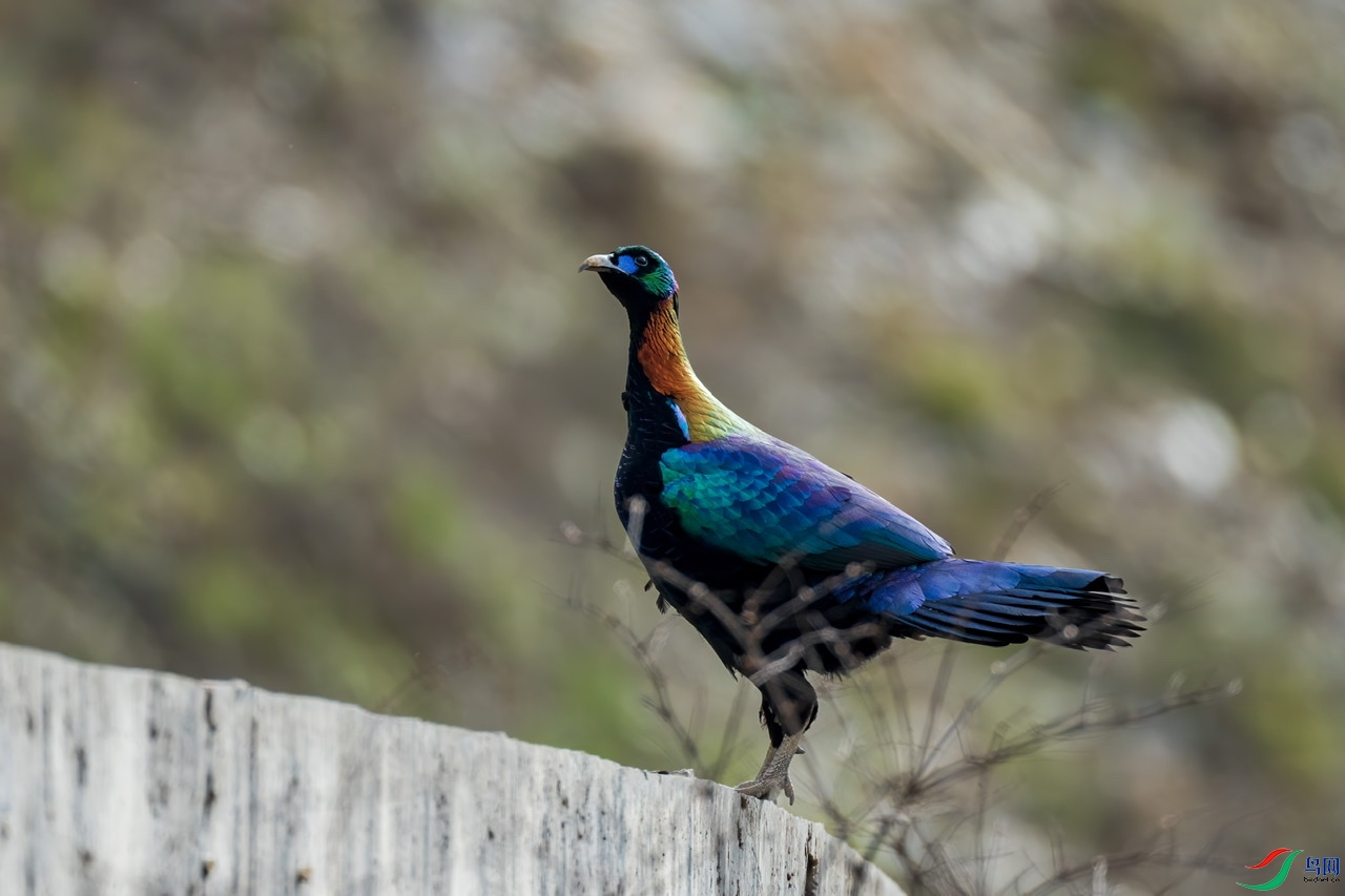 F7A3425B-09EC-468F-9265-D379C51695B0.jpeg