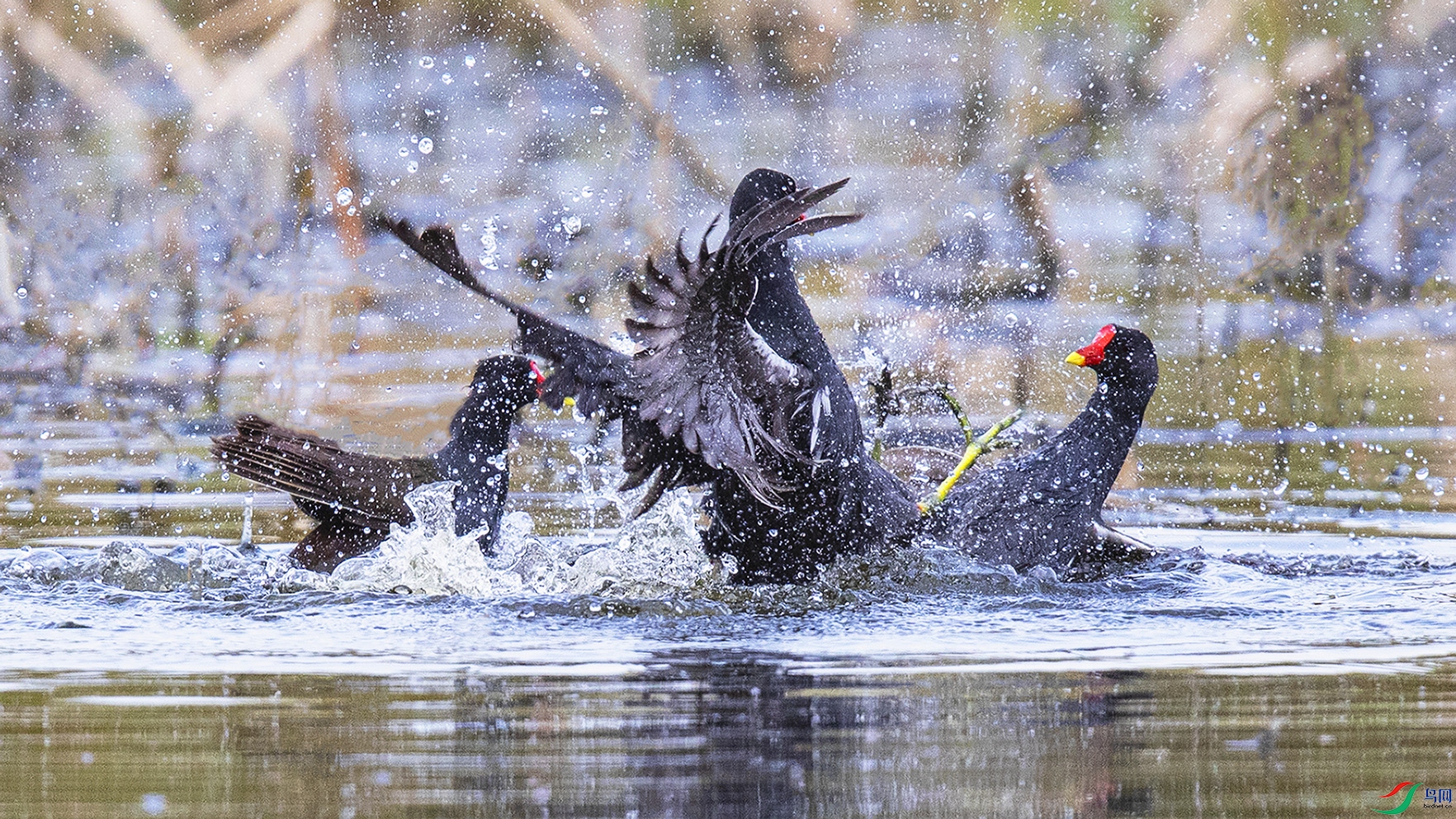 _90I8972 ����.jpg