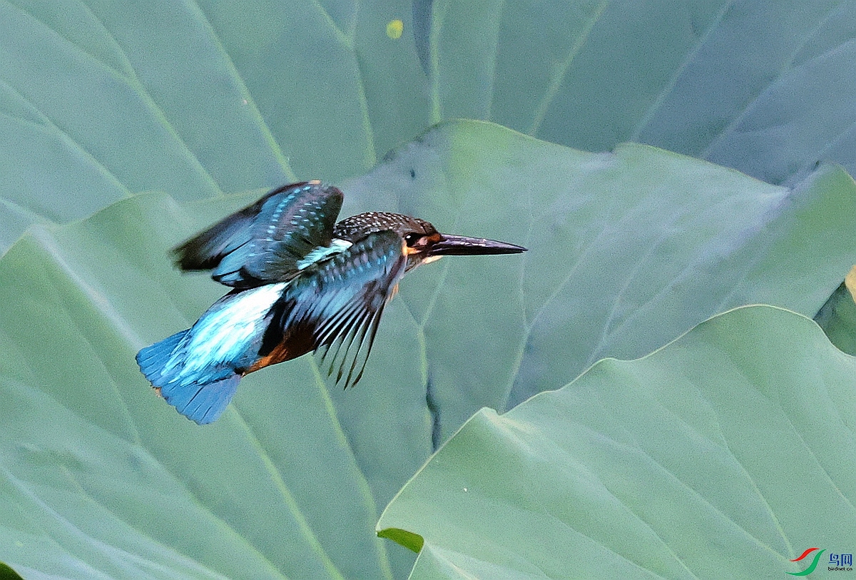 1P3A5516.JPG