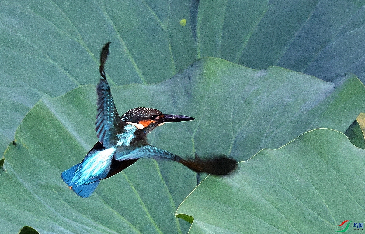 1P3A5515.JPG