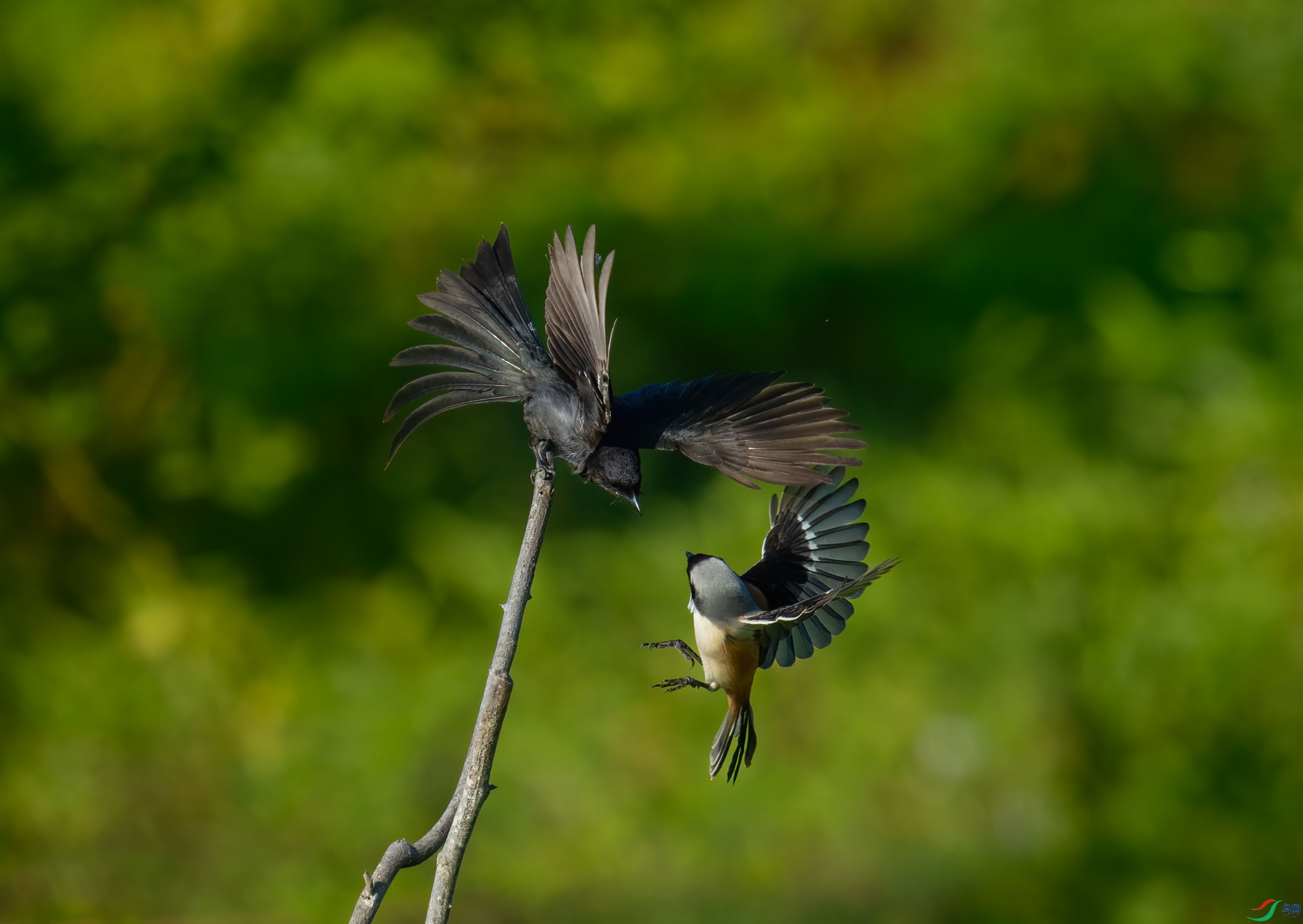 DSC_3259-1.jpg