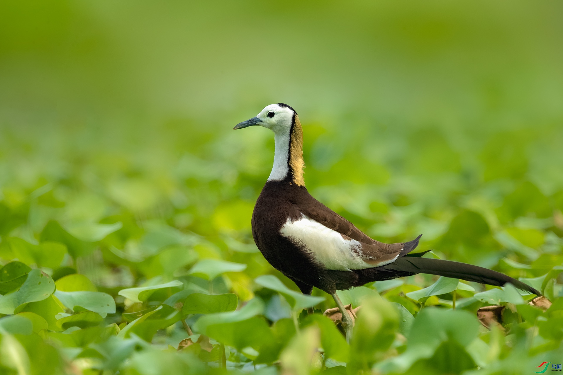 _DSC0303 - ����.jpg