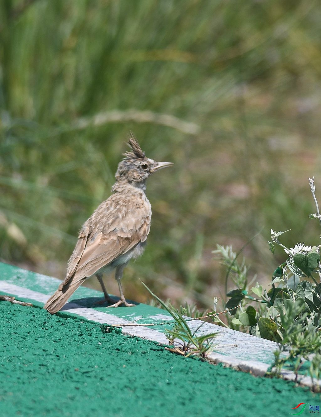 DSC_4486_����.jpg