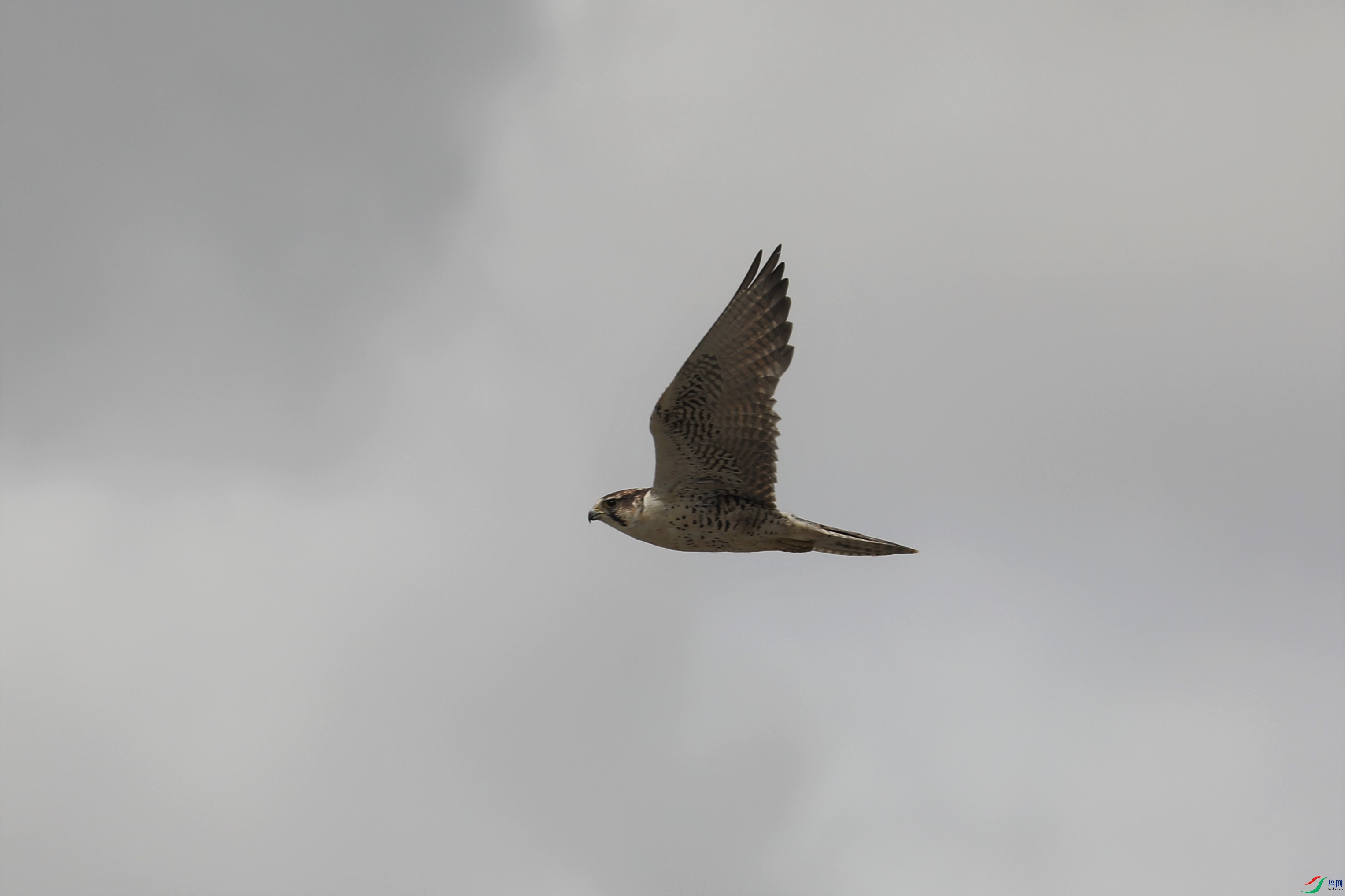 BL7A7725.JPG