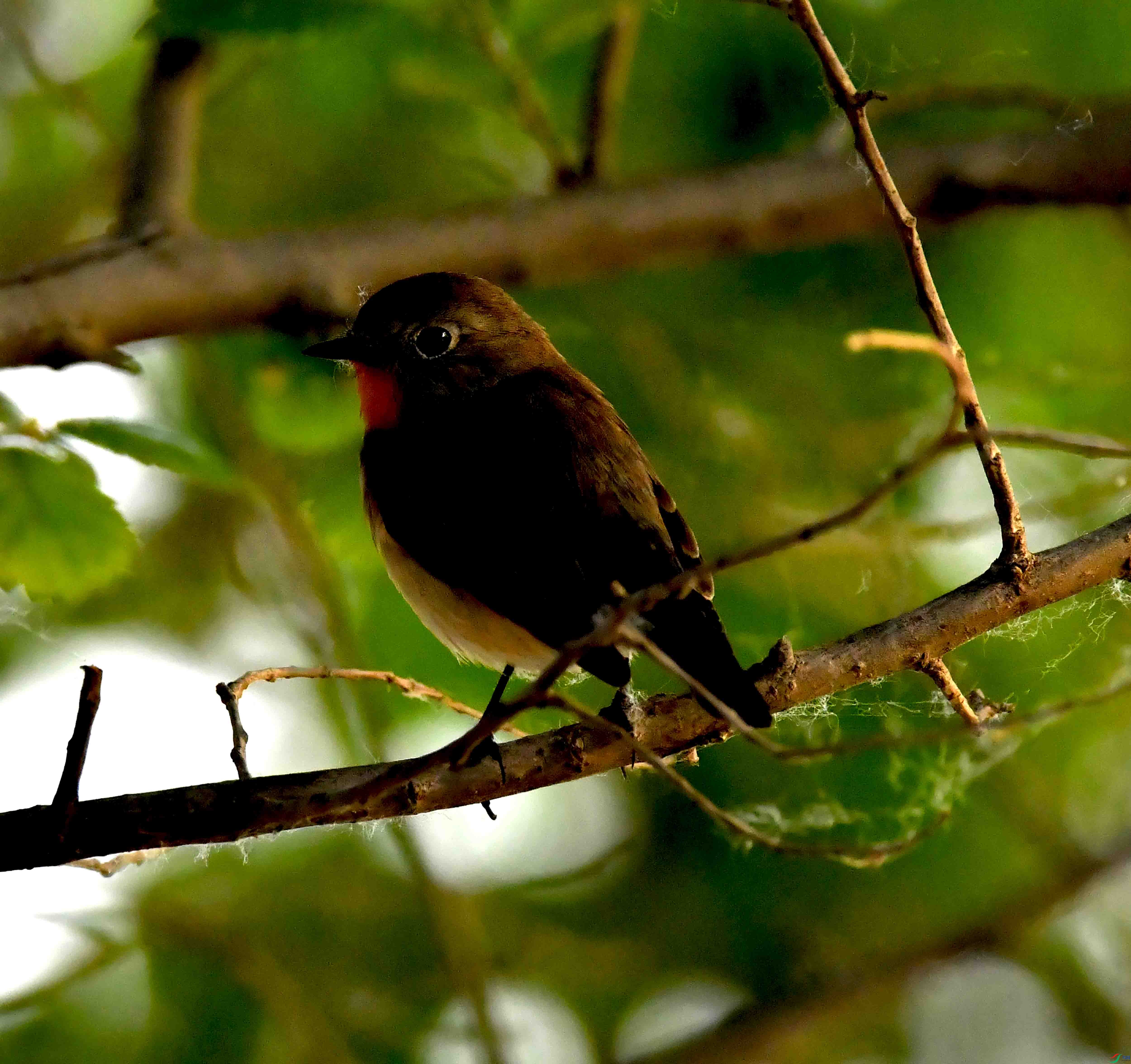 DSC_1494.JPG