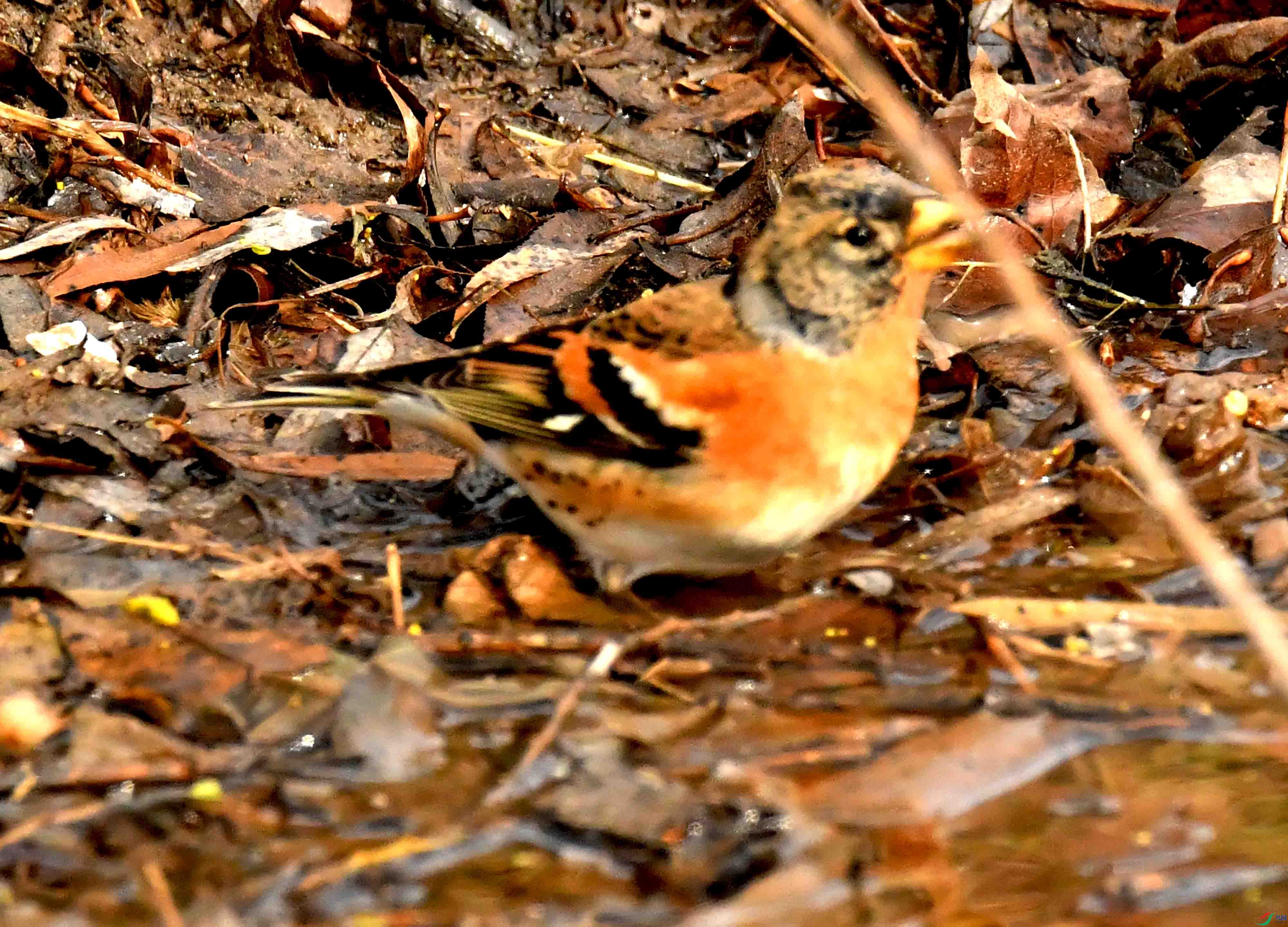 DSC_1761.JPG