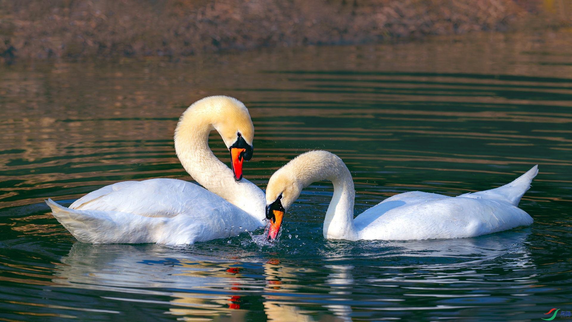 DSC_8602==1w.jpg
