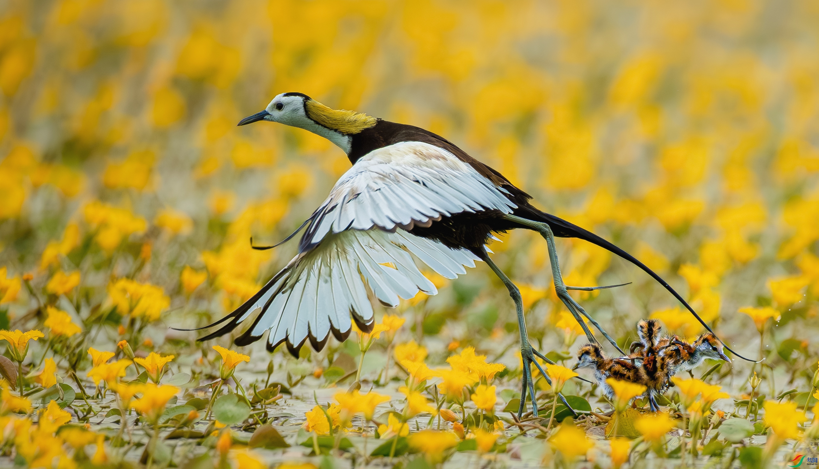 _YH_6237-����ǿ-NR-22.jpg