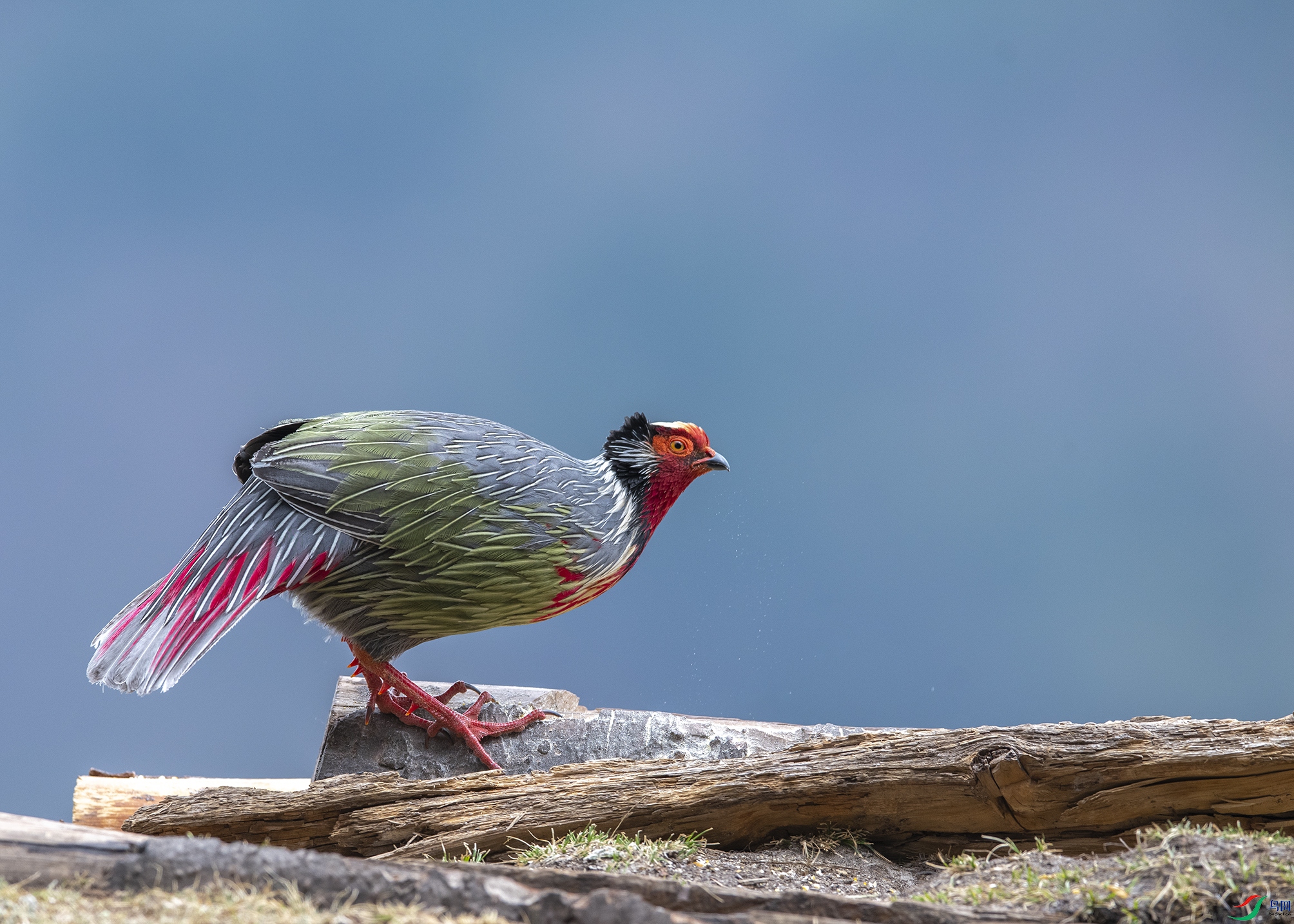 4929 ����.jpg