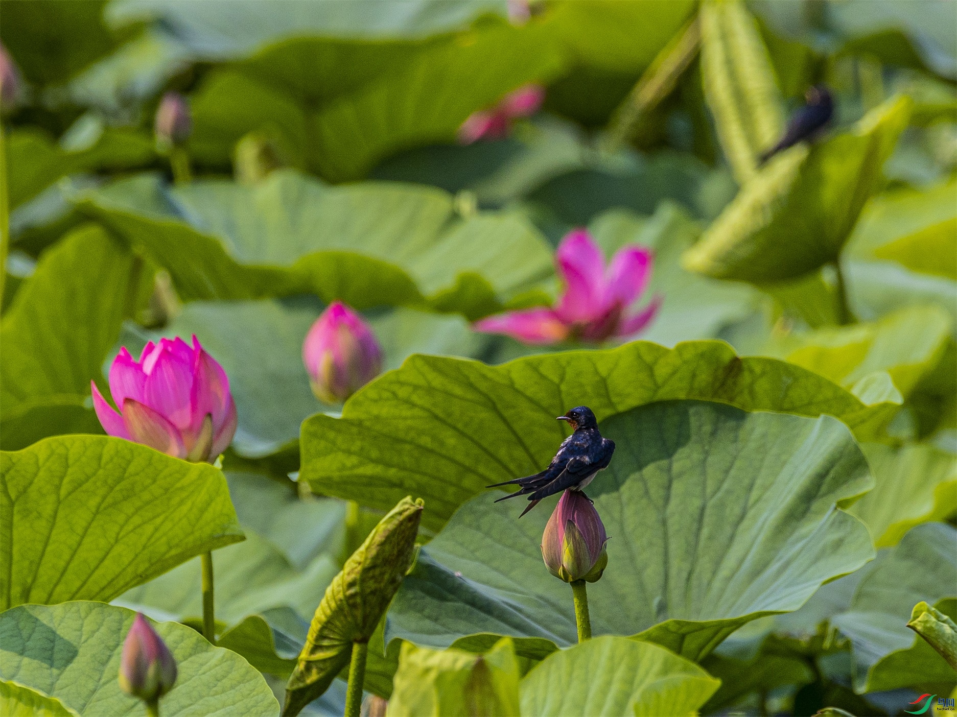 1K3A4719 ����1.jpg