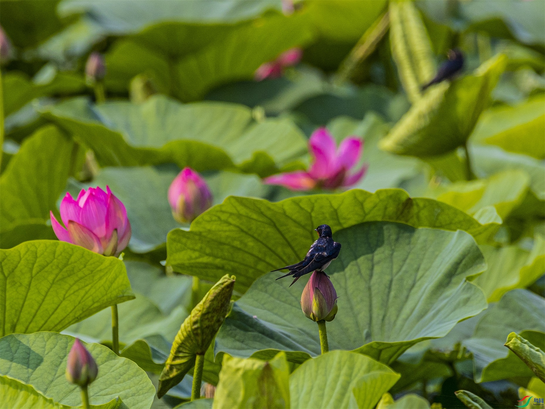 1K3A4718 ����1.jpg