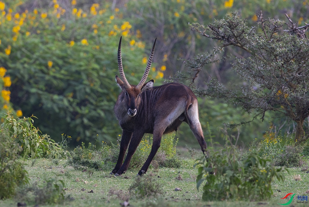 ��ˮ�� (5).jpg