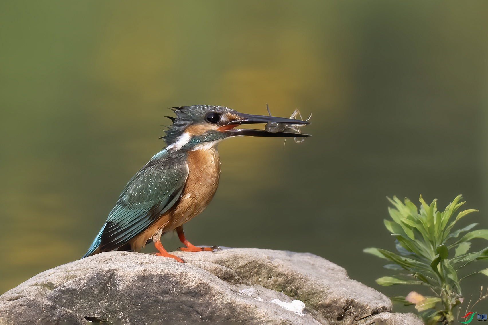 DSC_9160  ����С���Ϻ ���� 3.jpg