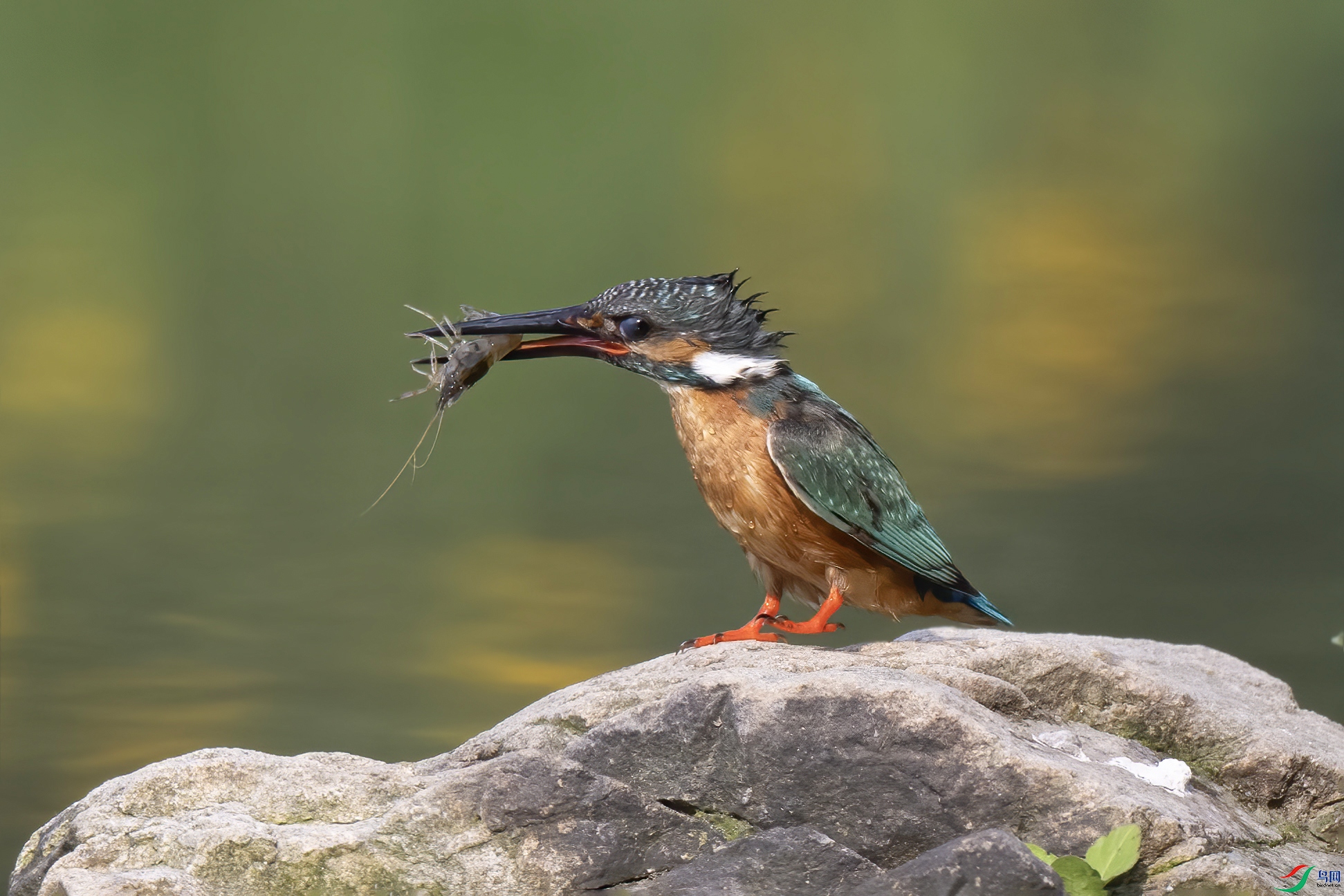 DSC_9188  ��Ϻ��Сצ��̧���� ��������ͼ�� ����.jpg