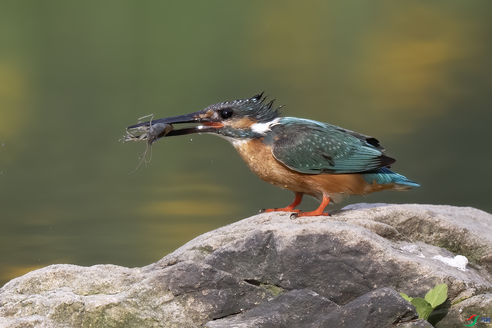 DSC_9180  ����С���Ϻ ����.jpg