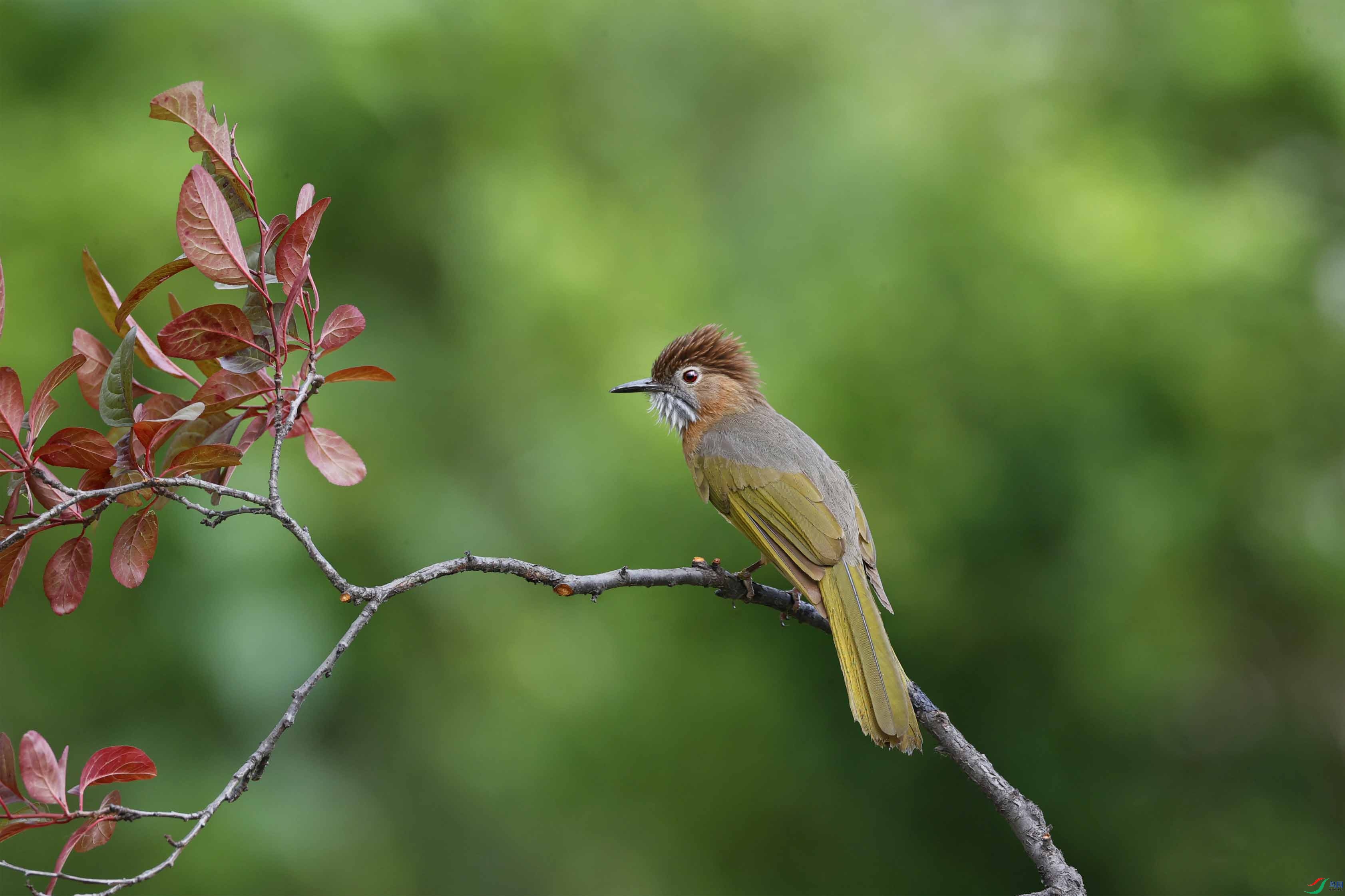 ���߳�ü ����.jpg