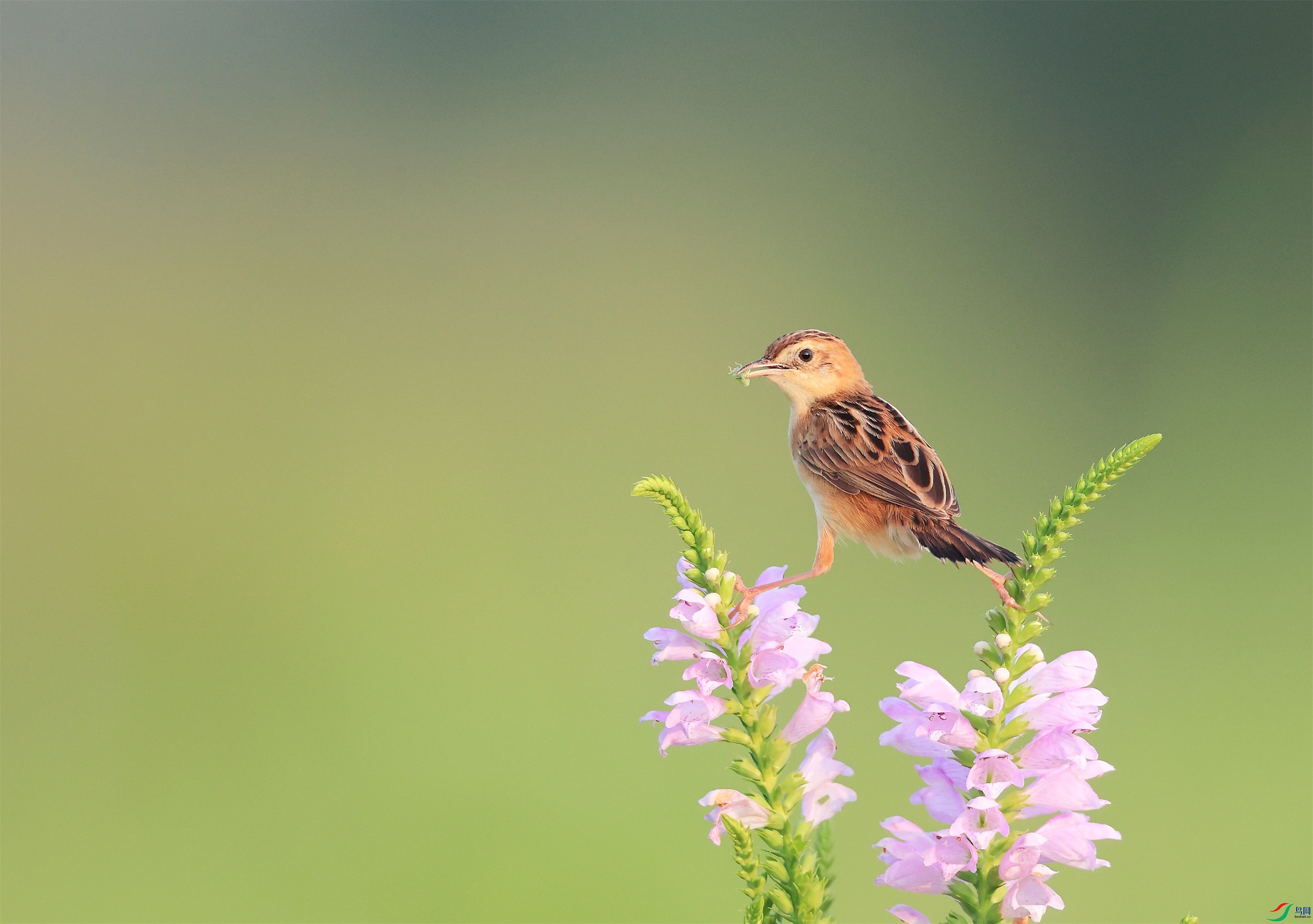 444 - ���� (3).jpg