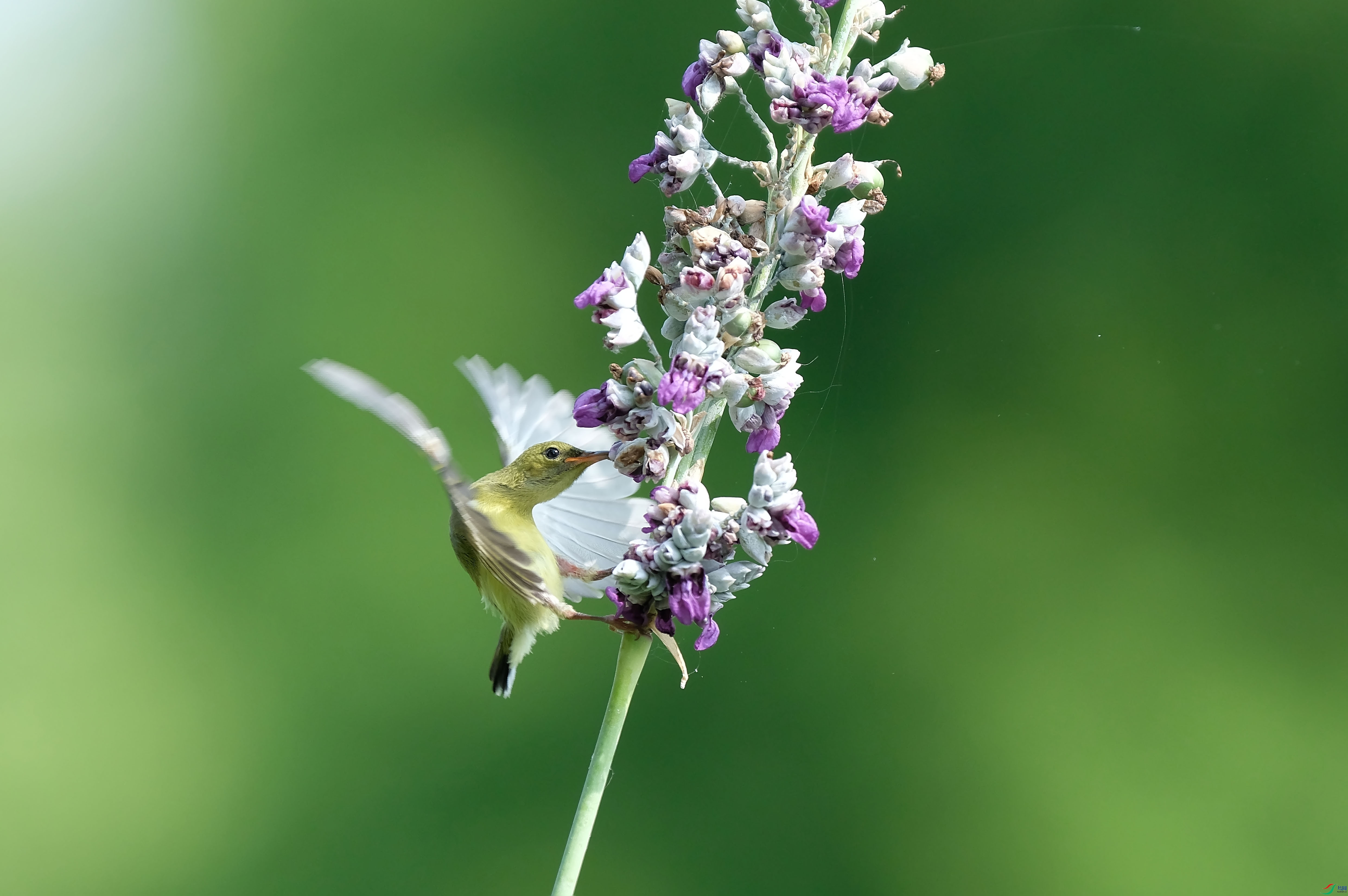 DSCF0616.JPG