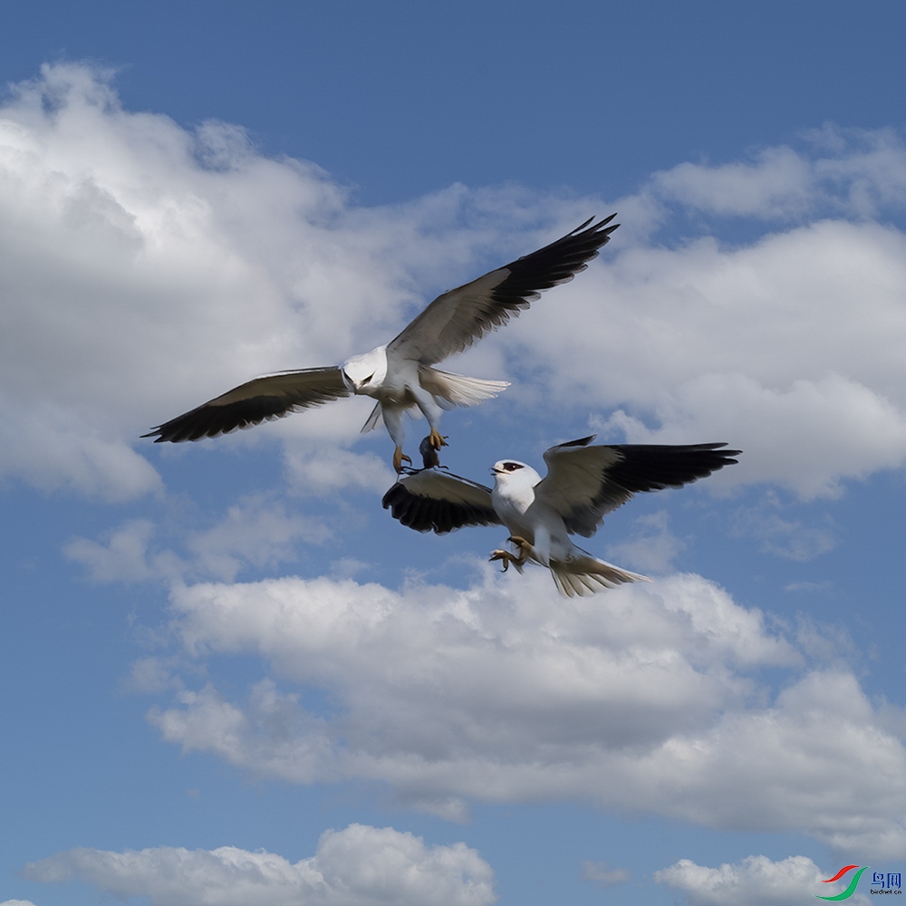 A46I9723-����ǿ-NR-1 ����.jpg55 ���� 2.psd33.jpg