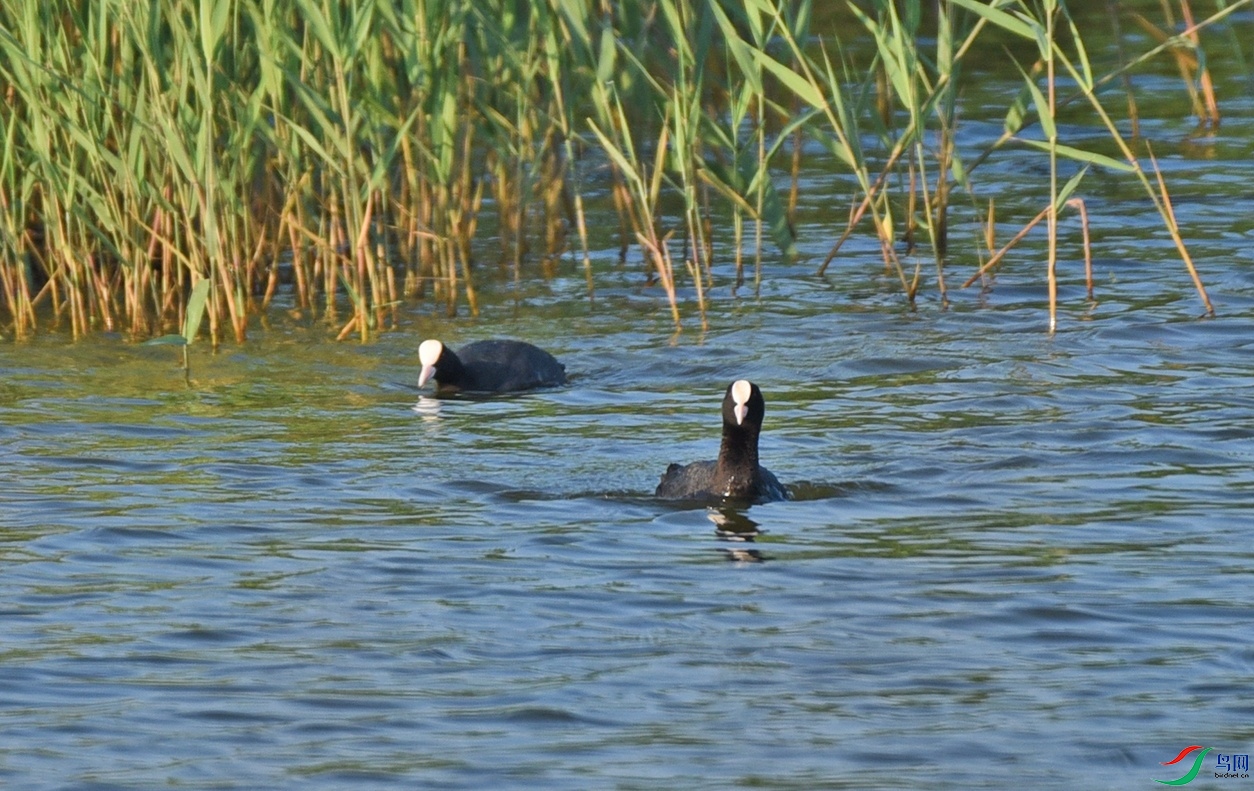 DSC_4734.jpg
