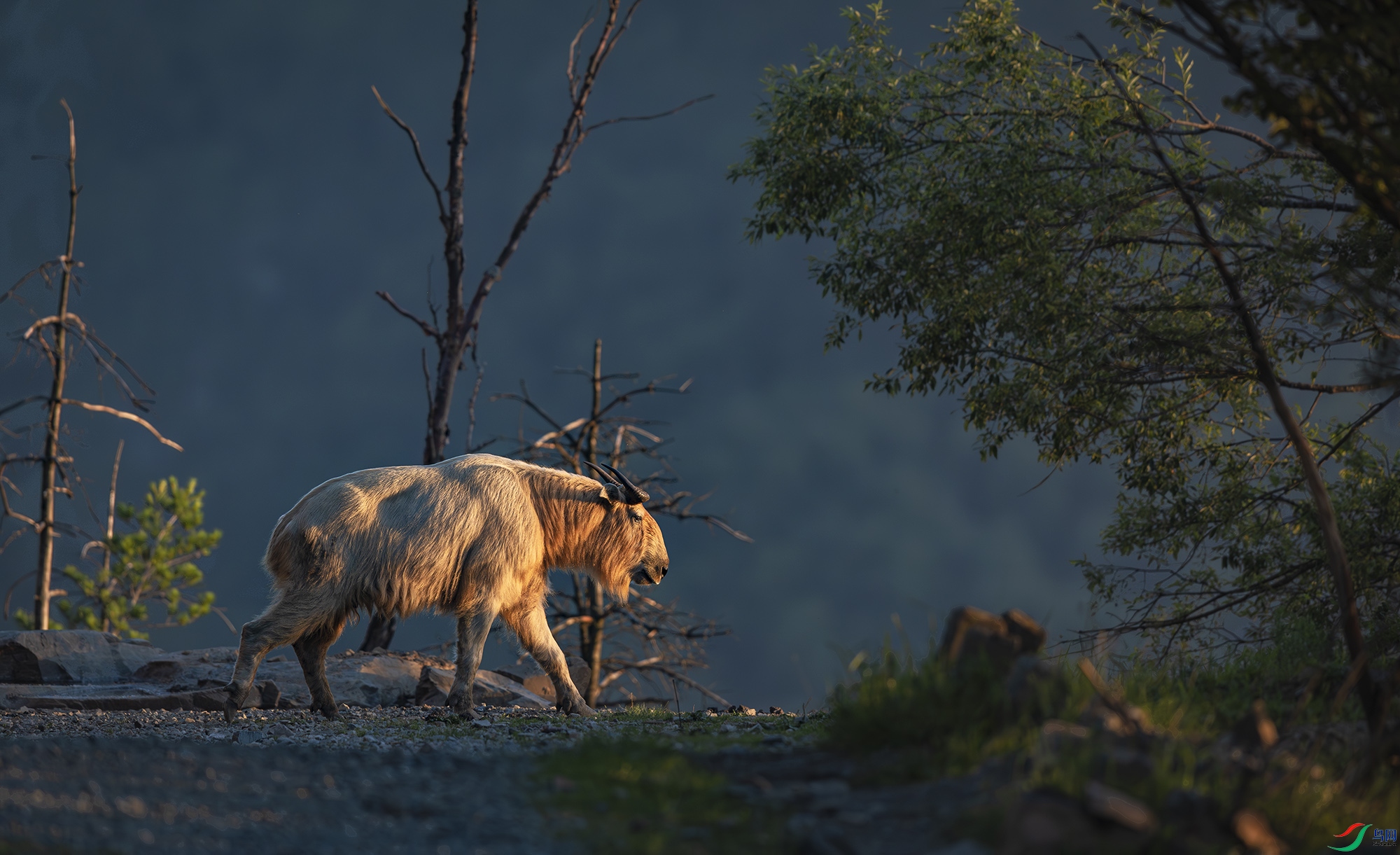 055A6848-����ǿ-NR ����.jpg